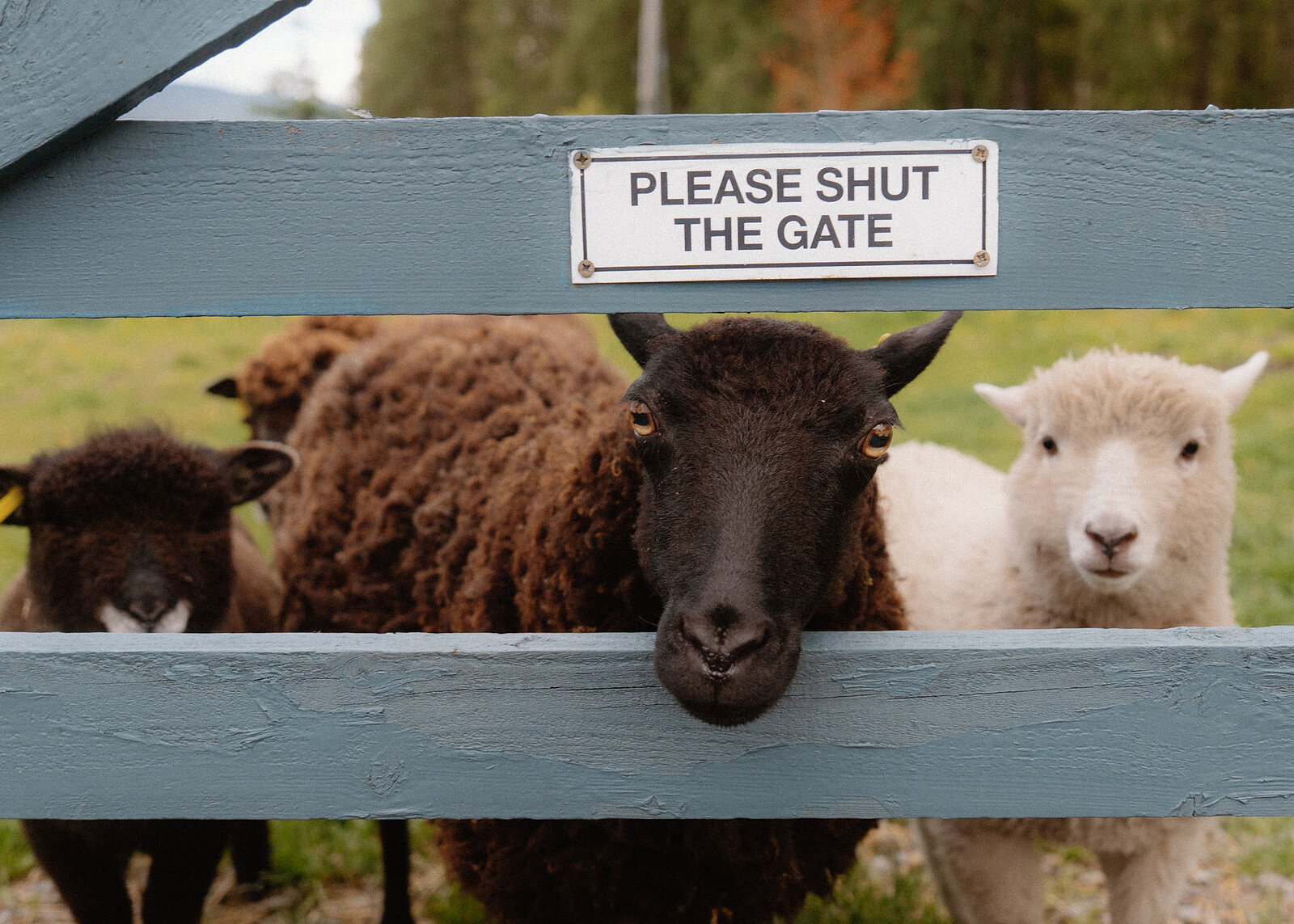 Three sheep, black, brown and white, line up at the blue-grey gate under its Please Shut the Gate sign.