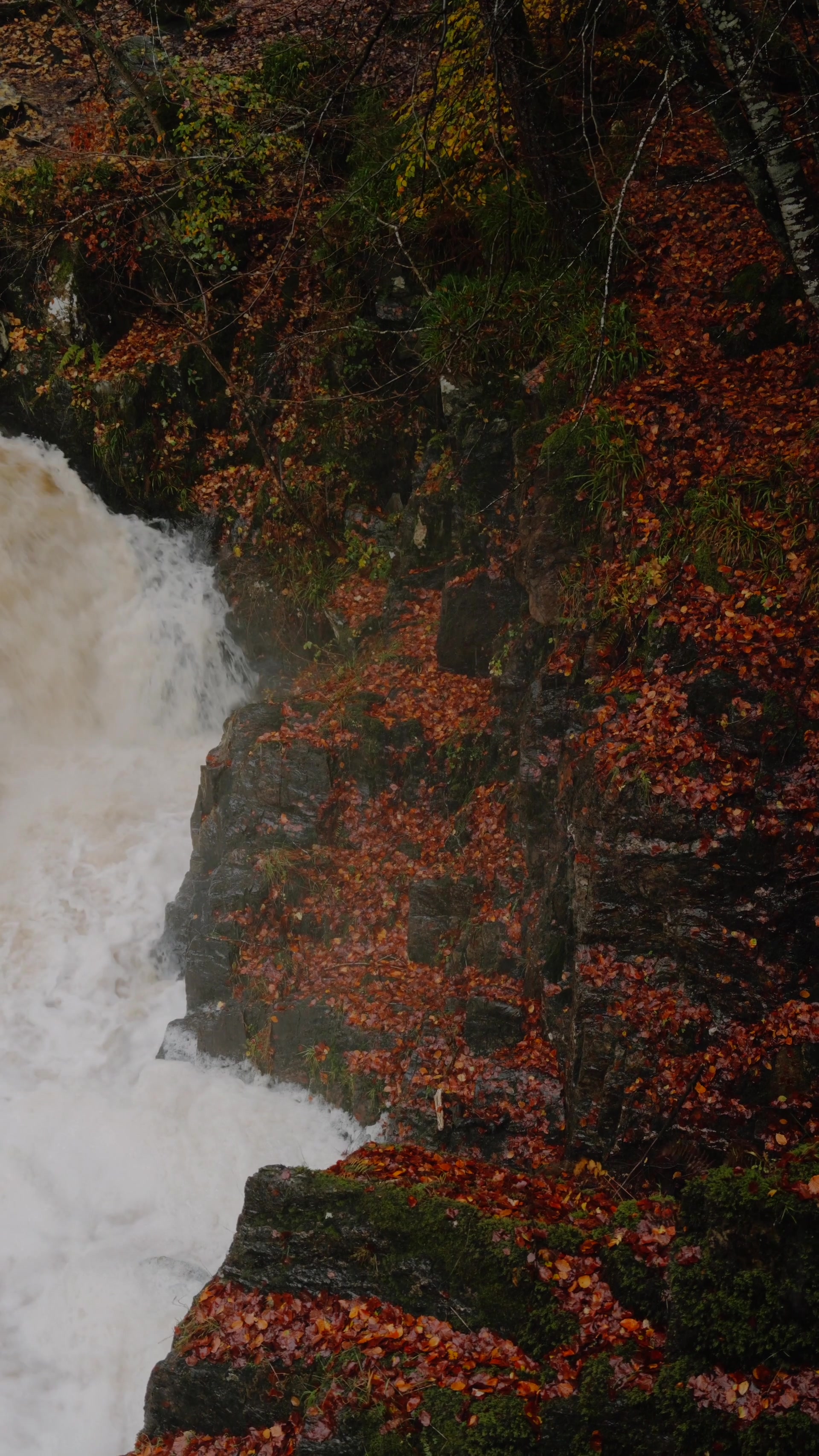 the falls churning past a moss-and-leaf-covered rock ledge at The Hermitage