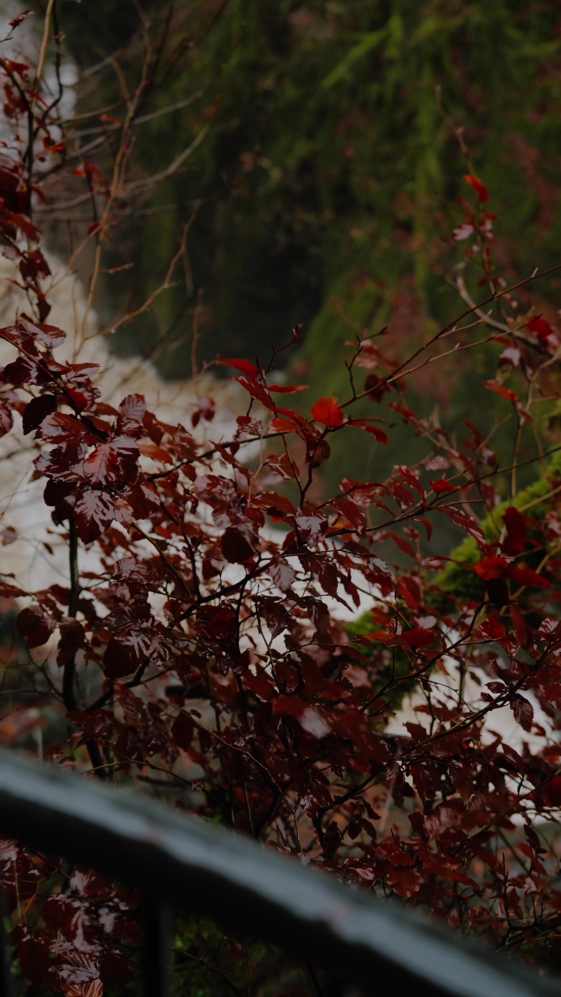 deep red autumn leaves framing a blurred view of the flooded falls beyond