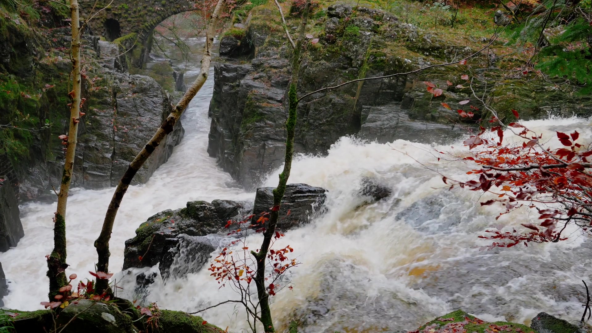 a close view of the swollen, peat-brown river crashing over rocks at The Hermitage