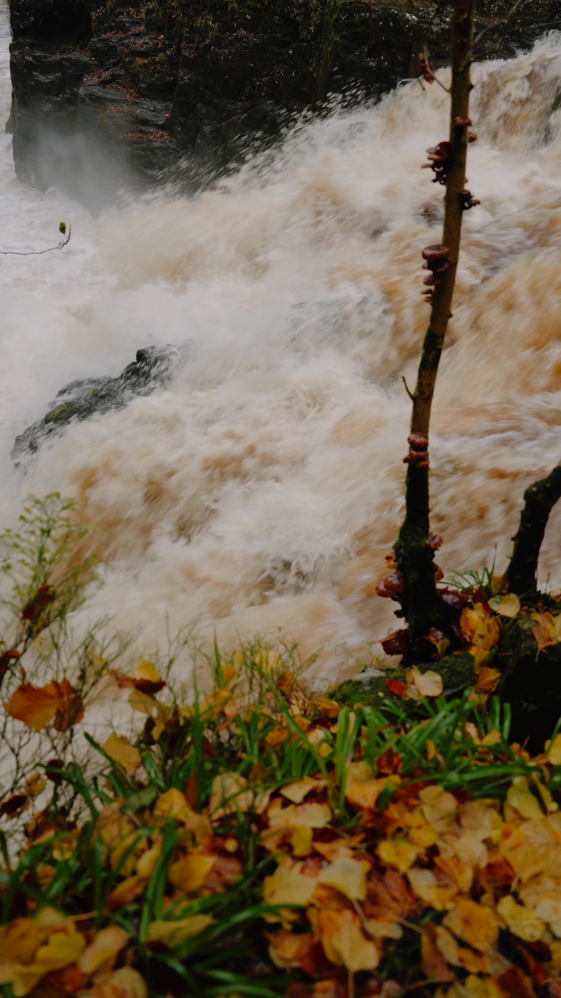 autumn leaves and a fungus-studded branch in the foreground of the raging Black Linn Falls