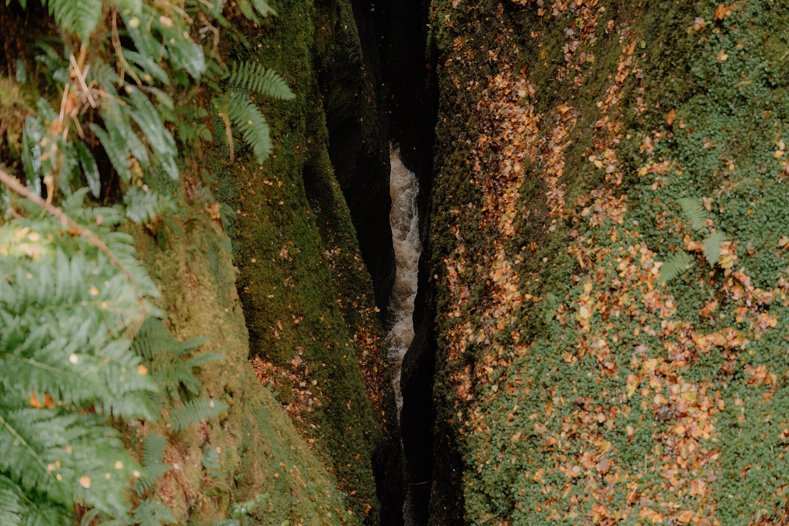 Water trickles through a narrow moss-covered rock chasm framed by overhanging branches.