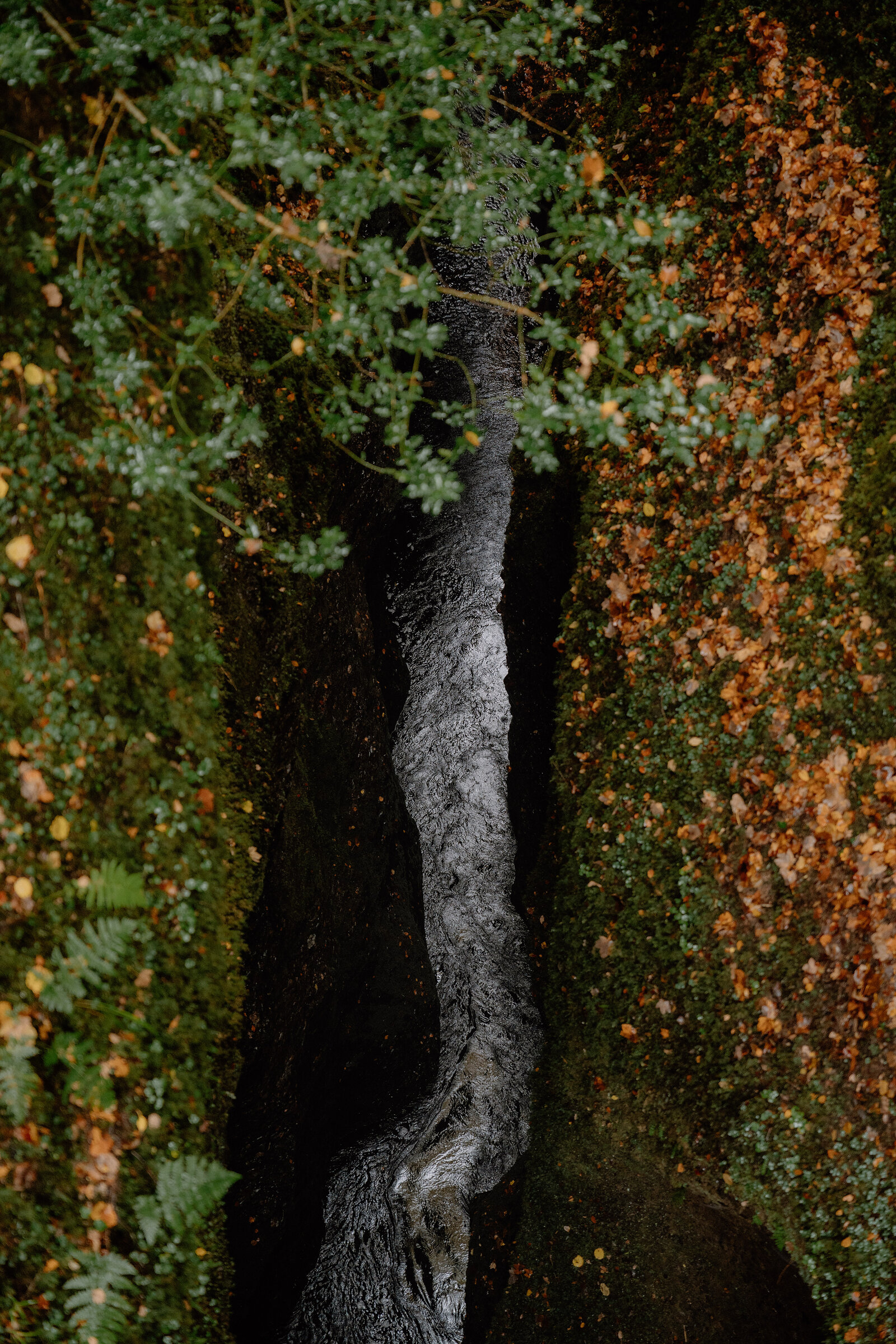Tall trees with golden autumn leaves rise above a leaf-covered woodland path.