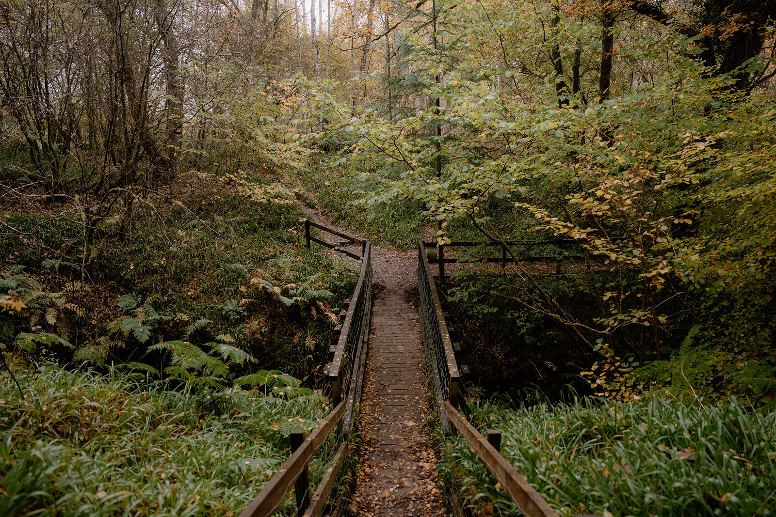 A wooden footbridge with railings crosses a wooded gorge among autumn trees.