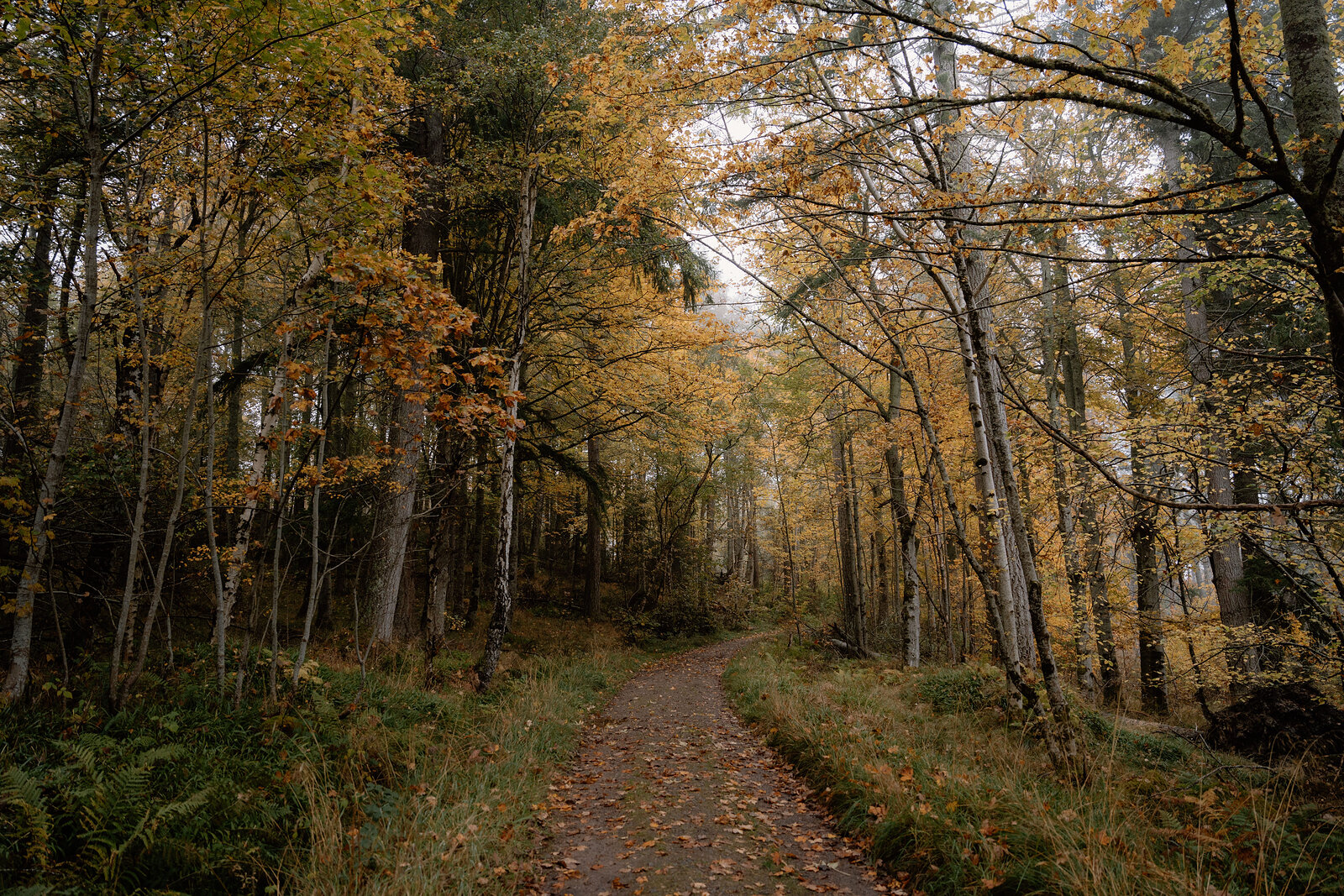 Golden autumn leaves frame a misty view through dense woodland.