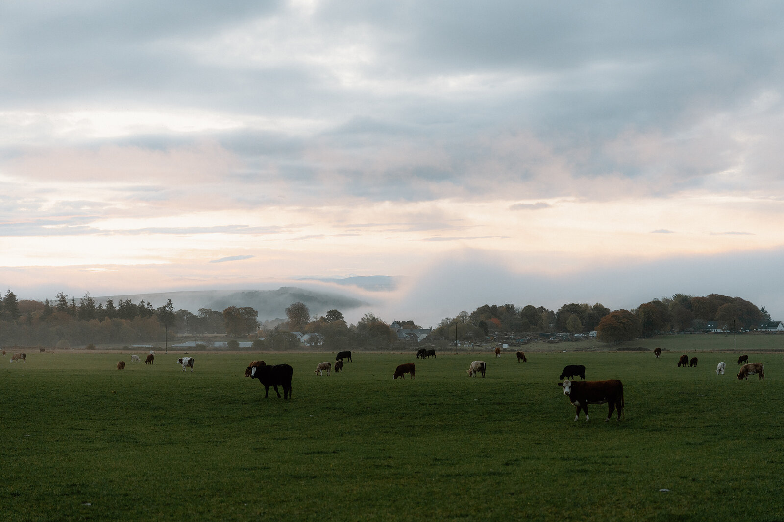 Cattle graze a misty field at dusk, low hills fading into cloud on the horizon in Ross and Cromarty.
