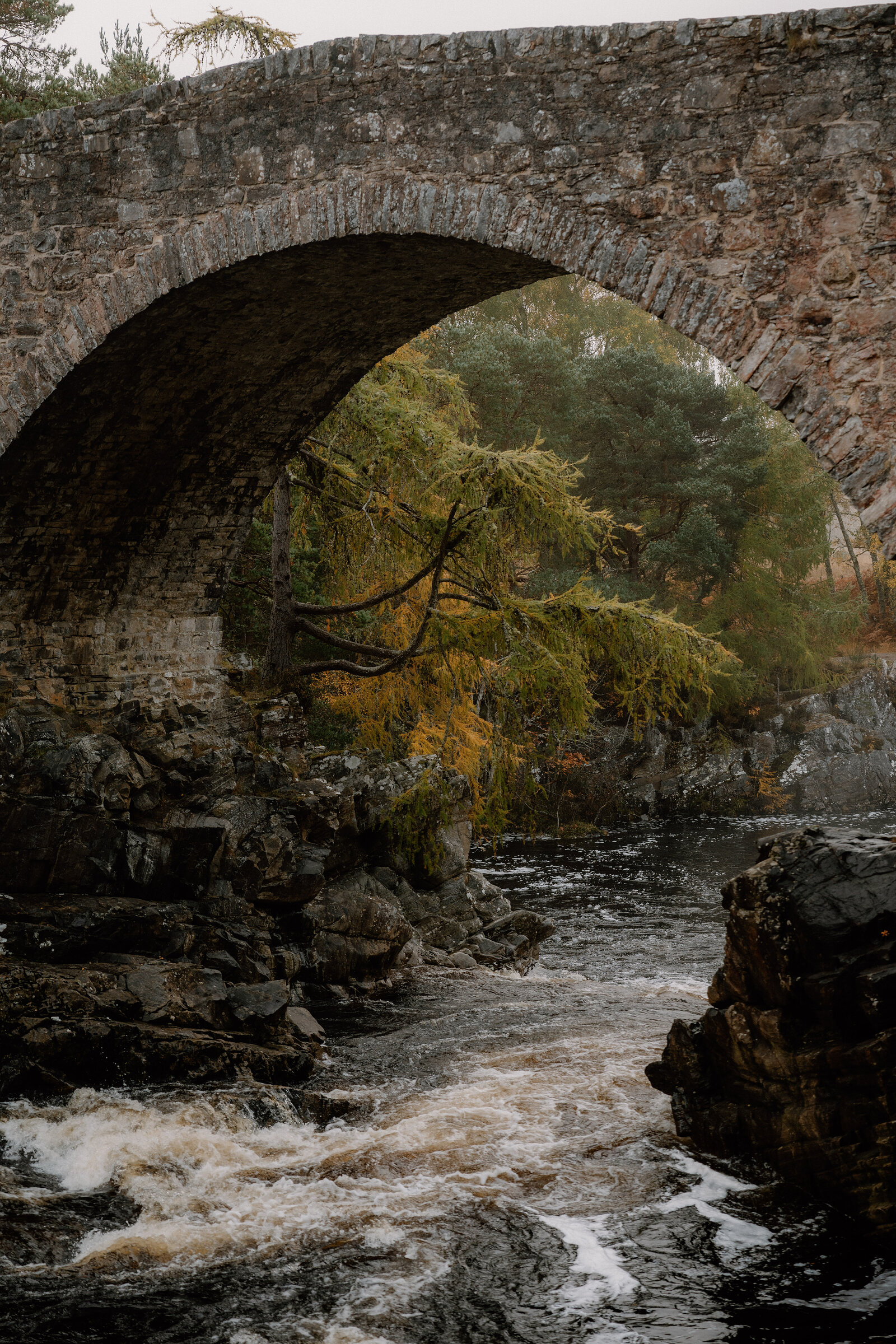 Water rushes beneath a stone bridge's arch, a wind-blown conifer branch reaching into the frame in Ross and Cromarty.