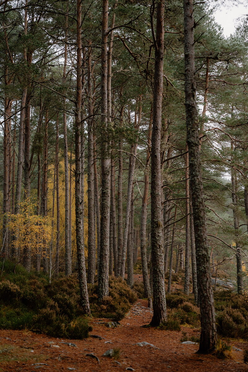 Midges and ticks
