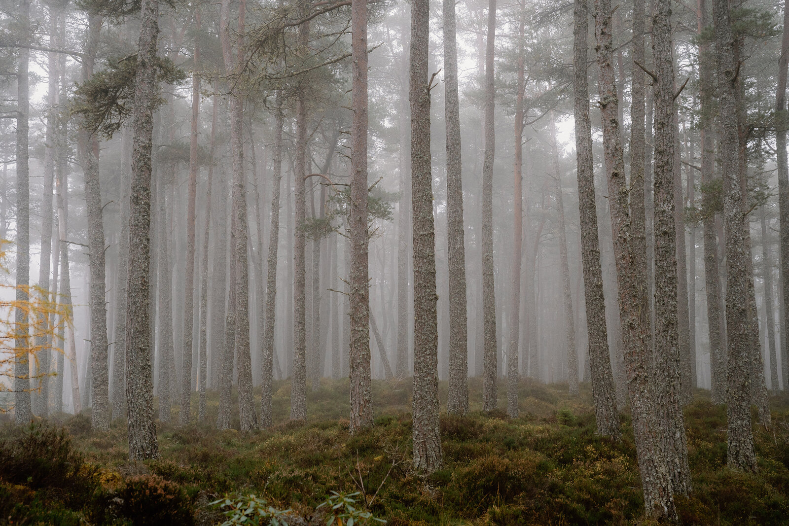 Tall pine trunks fade into mist in a Ross and Cromarty forest.