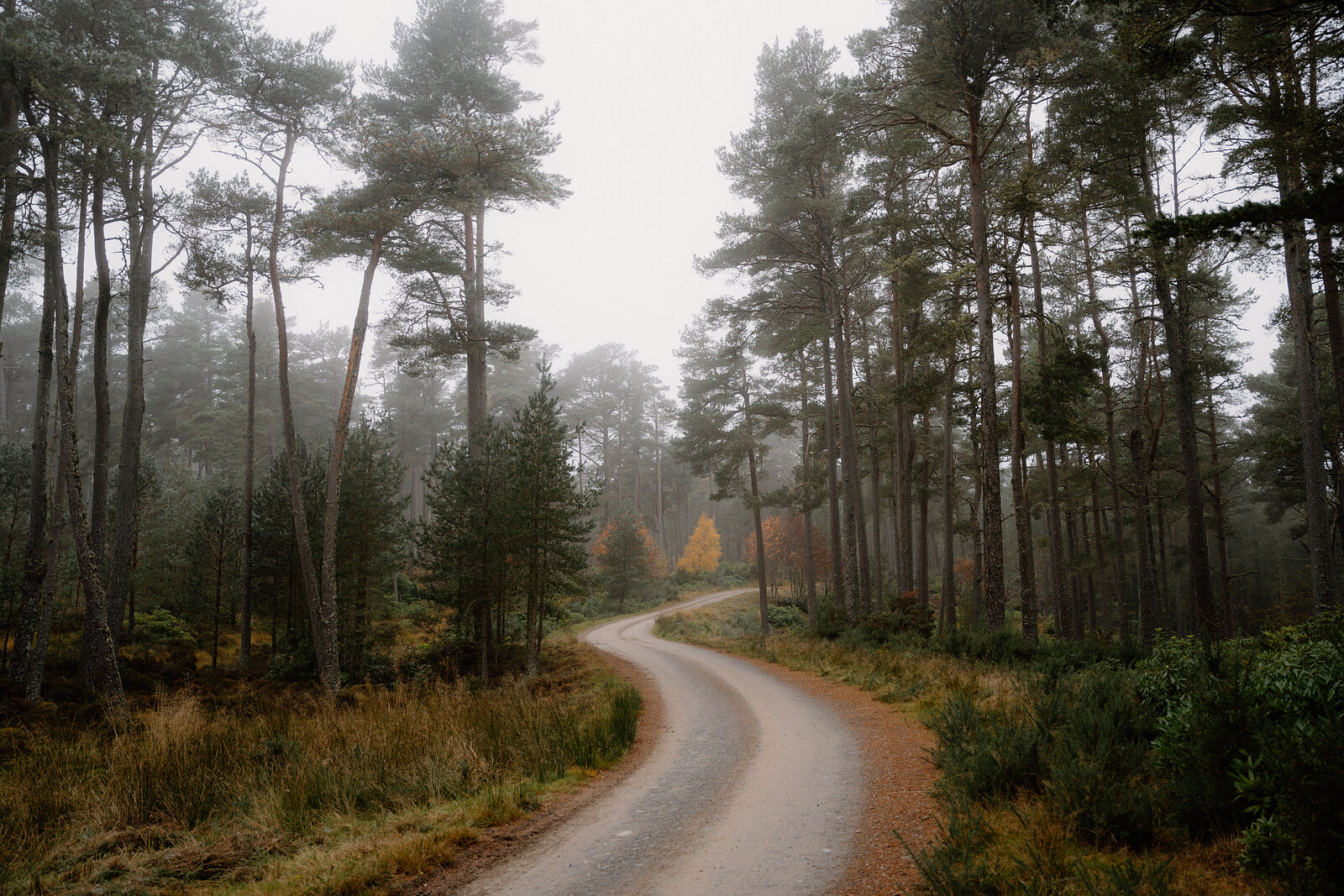 A gravel road winds between pines and a golden larch in a misty Ross and Cromarty forest.