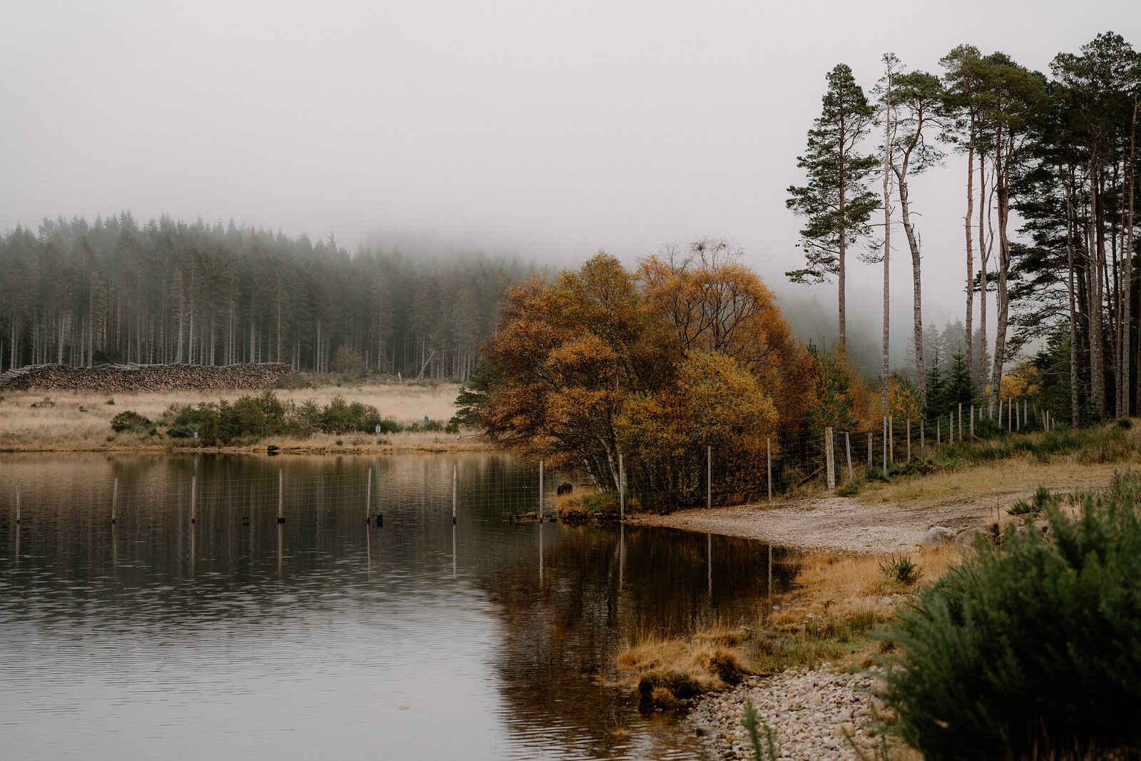 Autumn-gold trees line a stony loch shore backed by misty pine forest in Ross and Cromarty.