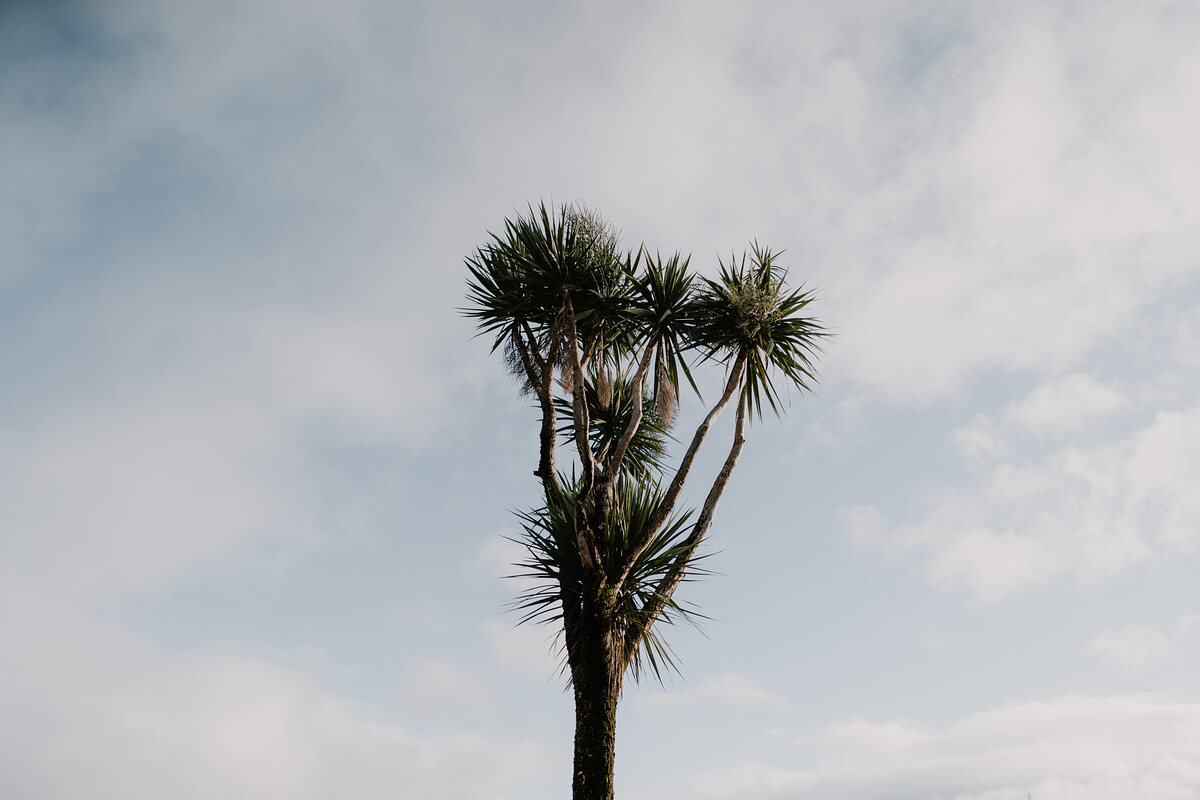 A cabbage palm's spiky crown stands against a pale sky in Plockton.