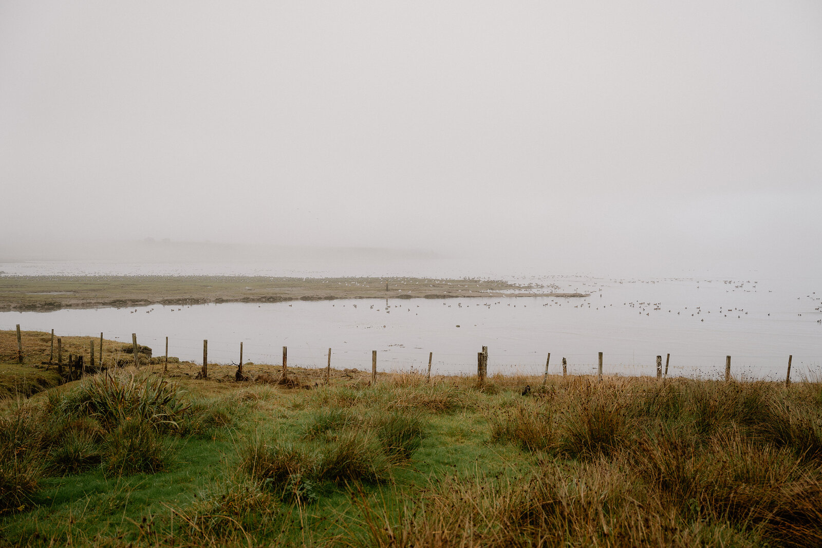 Wading birds gather on a misty tidal flat in Ross and Cromarty.