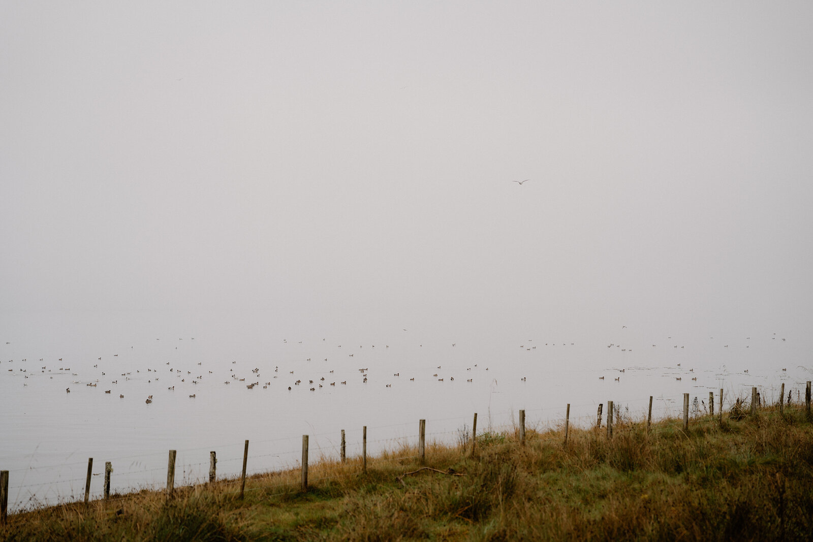 Wading birds scatter across a misty tidal flat beyond a fence line in Ross and Cromarty.