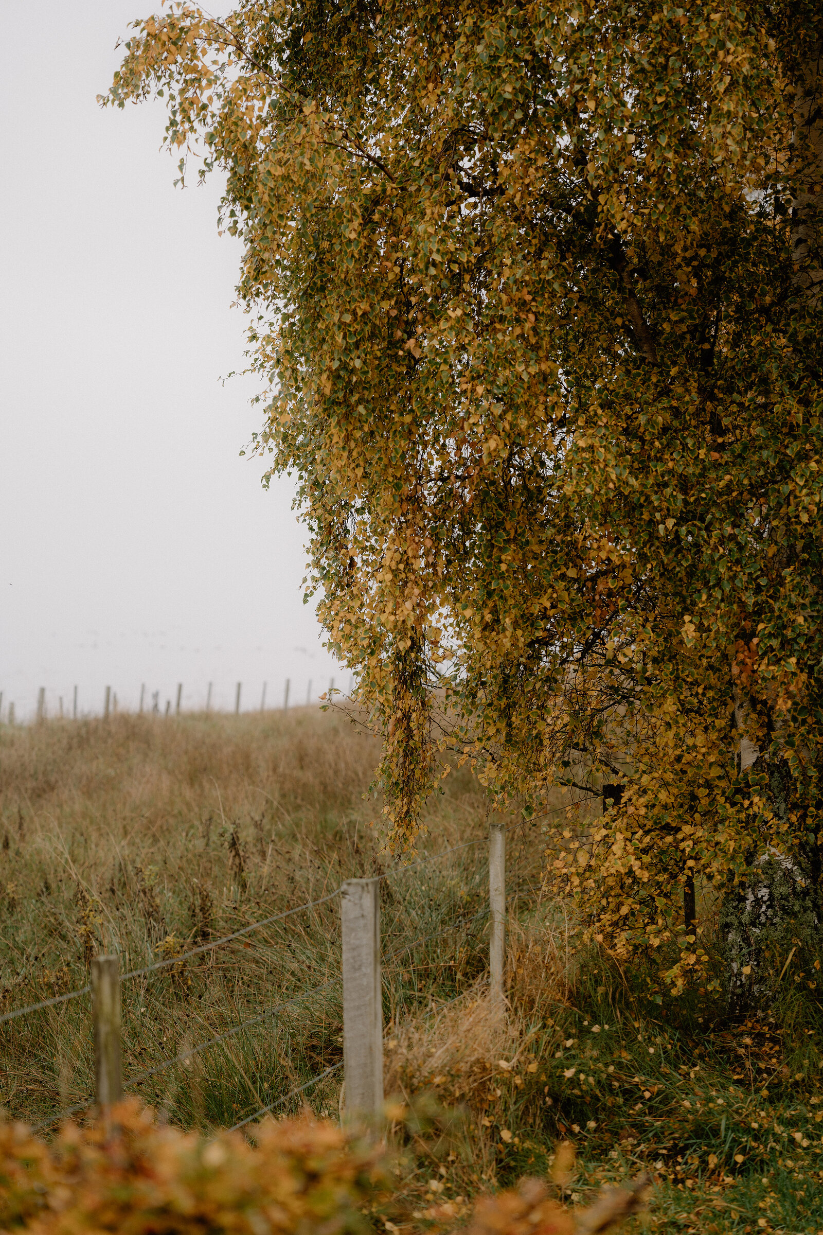 An autumn birch tree hangs over a wire fence beside misty grassland in Ross and Cromarty.