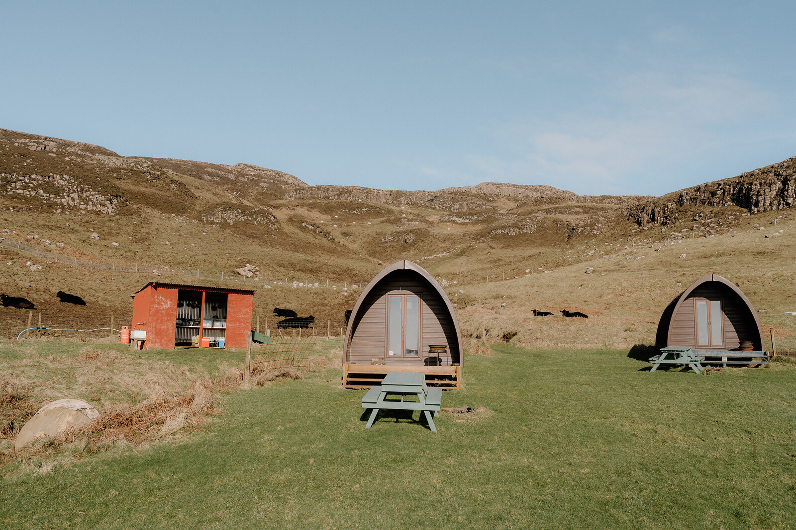 Camping pods and a green kiosk sit among grazing cattle on a hillside on the Isle of Canna.