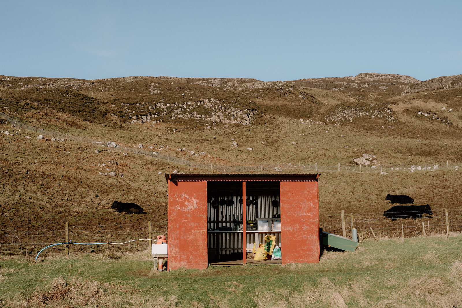 A rust-red shelter houses feed and tools beside grazing cattle on the Isle of Canna.