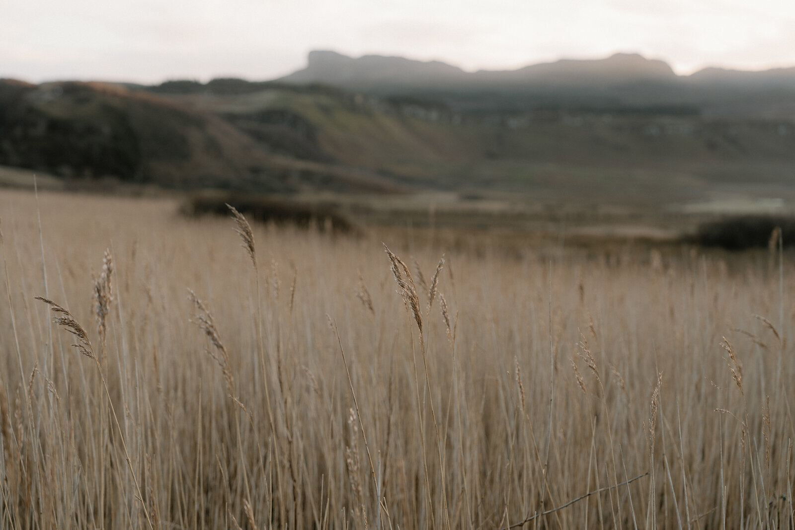 A field of golden grass with layered hills fading into the distance at dusk