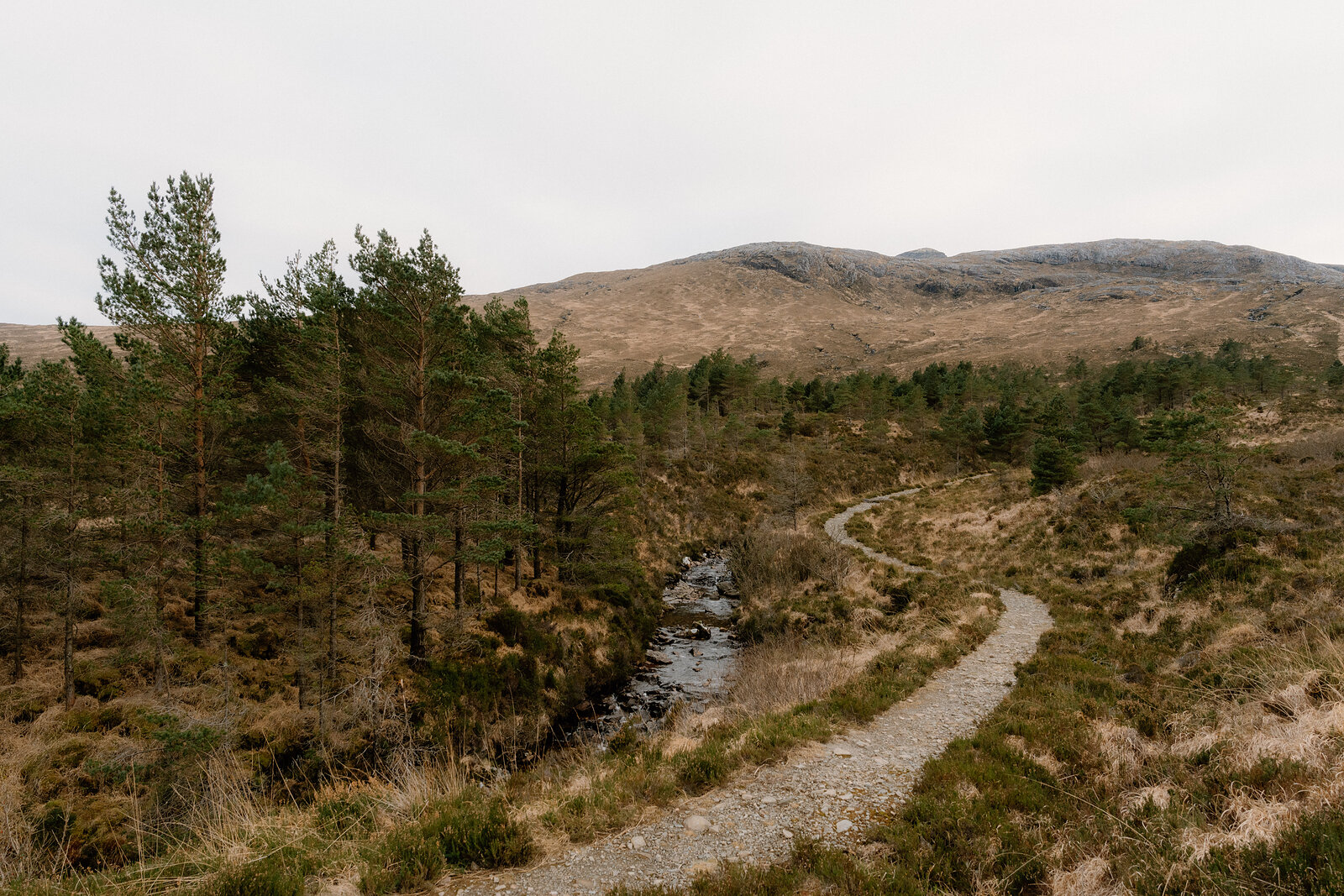 A gravel path winds beside a burn through young pines on the Isle of Rum.