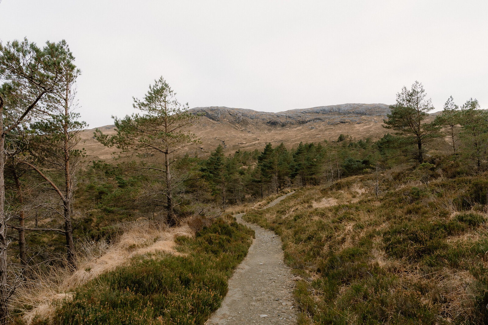 A stone path winds through moorland dotted with young pines on the Isle of Rum.
