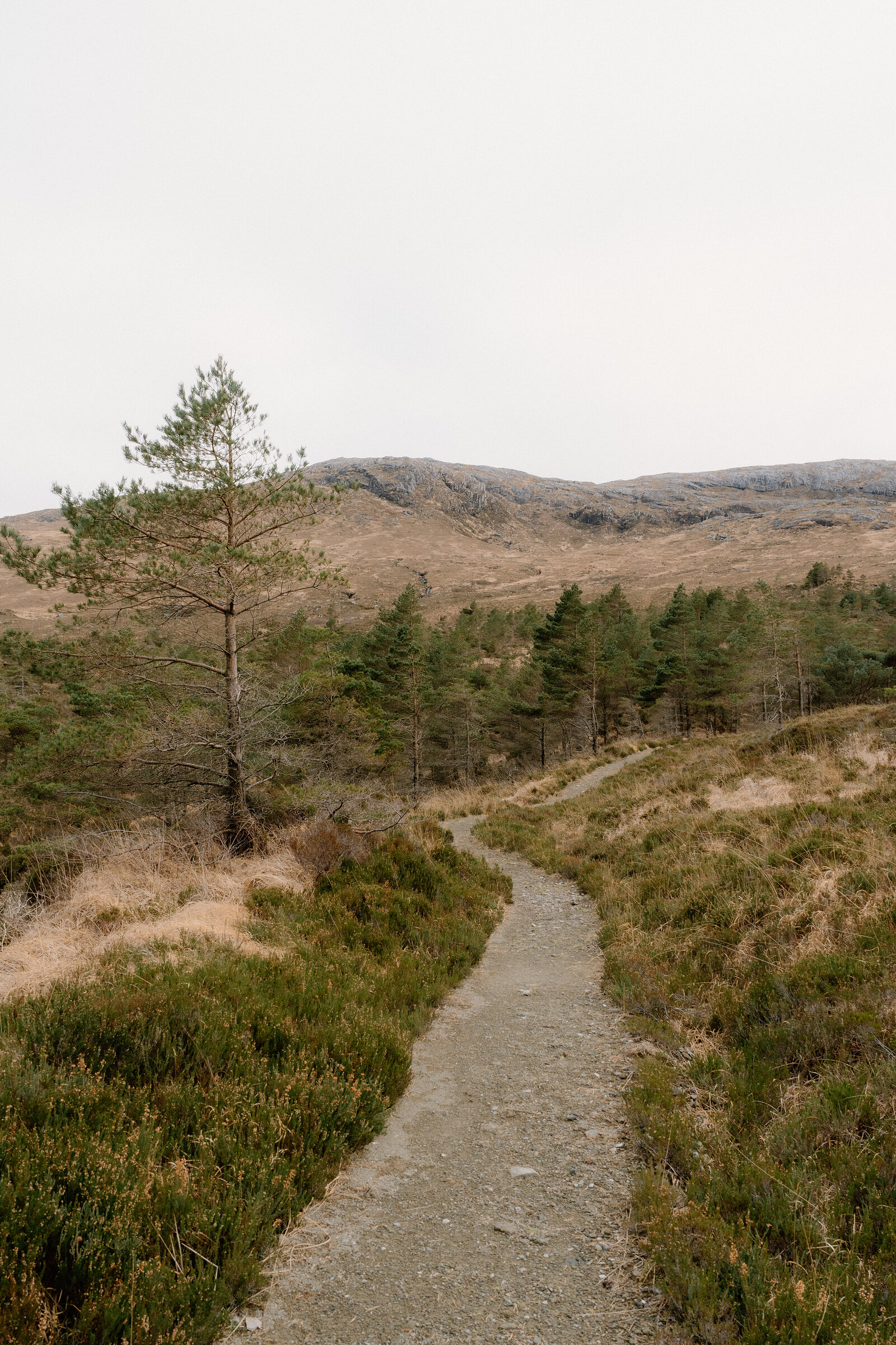 A gravel path winds past pine trees into open moorland on the Isle of Rum.