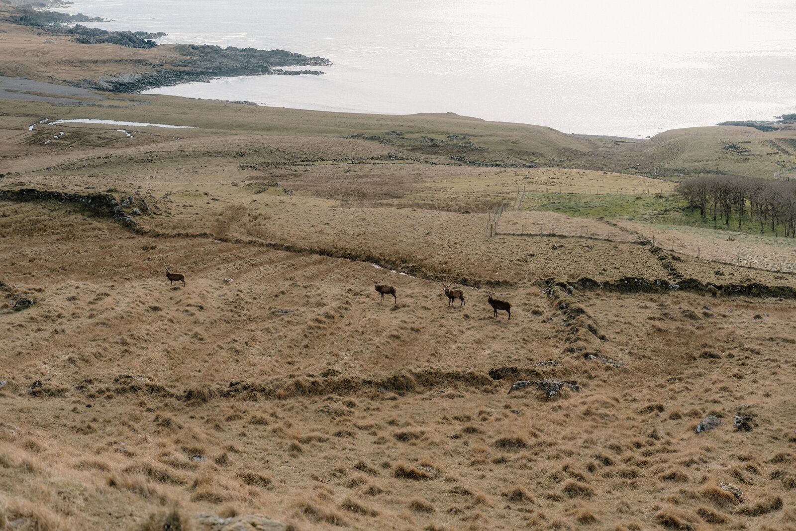 Deer graze a rocky hillside amid tall grass on the Isle of Rum.
