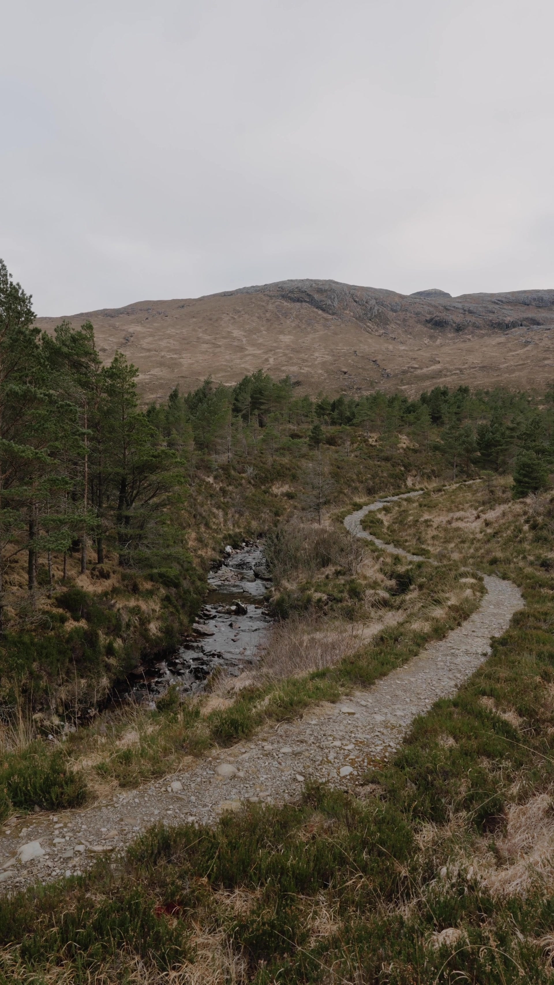 A gravel path winding beside a burn through pine woodland toward open hills