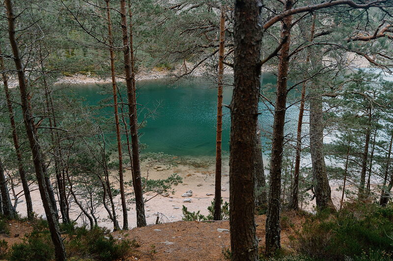 A turquoise loch is framed between tall Scots pine trunks, a pale sandy shore visible at the water's edge.