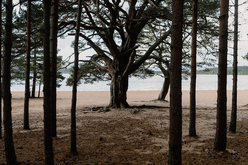 Landmark and Loch Morlich with the kids and the dog