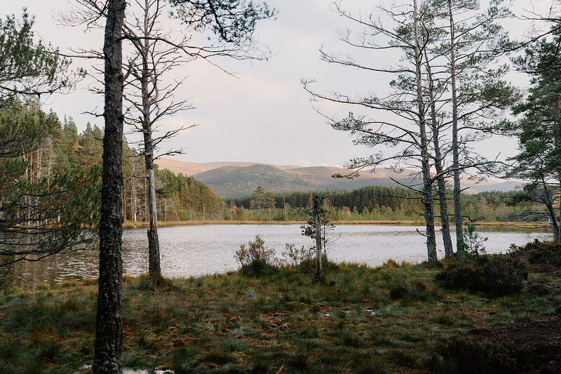 A small loch is seen through a screen of pine trunks, hills rising along the far shore under a soft evening sky.
