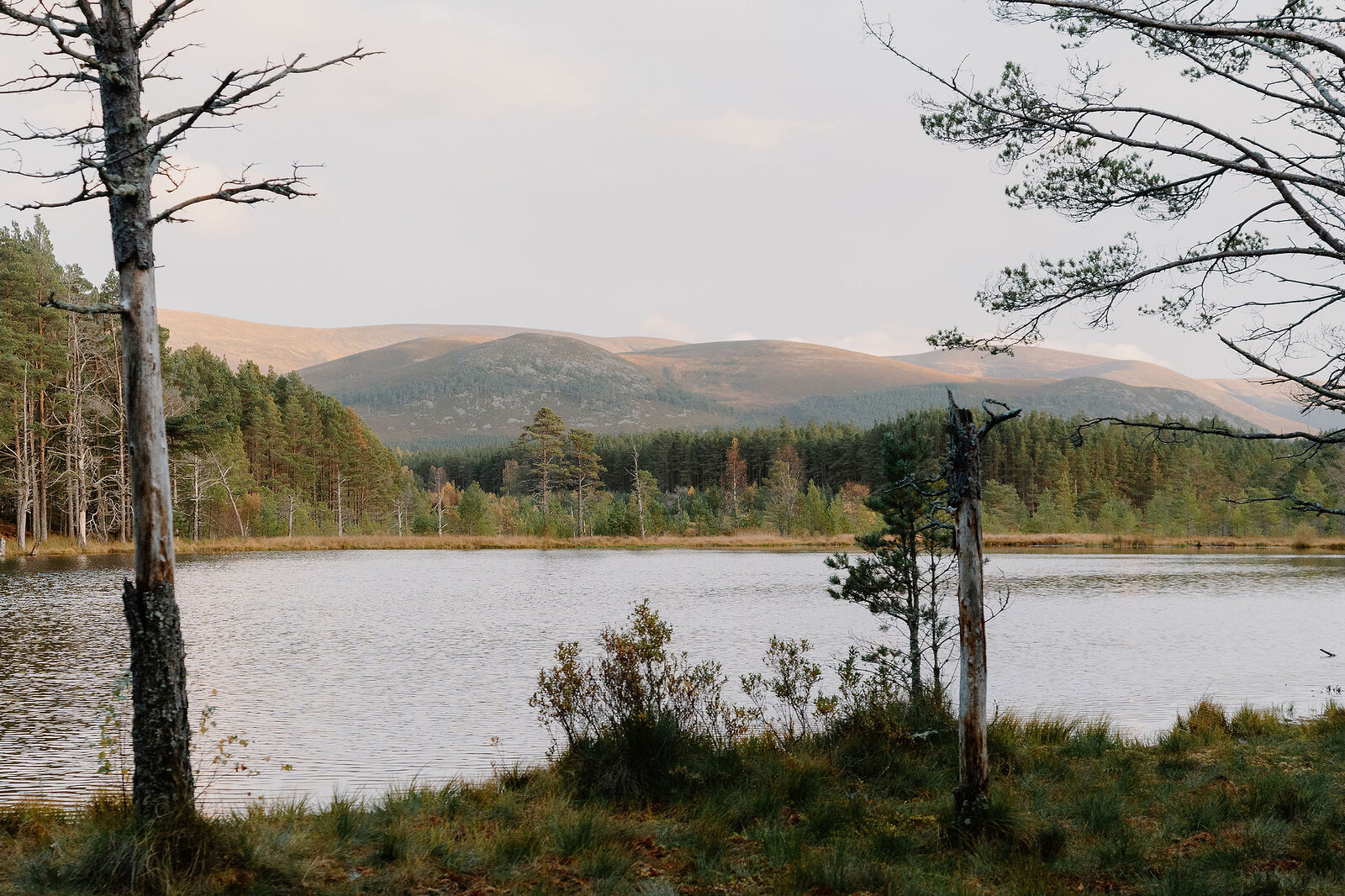 A calm loch is framed between two bare tree trunks, forested hills rising gently along the far shore.