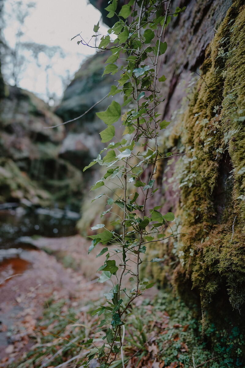 Ivy trails down a moss-covered rock face in a wooded gorge, a stream and further rock formations visible beyond.
