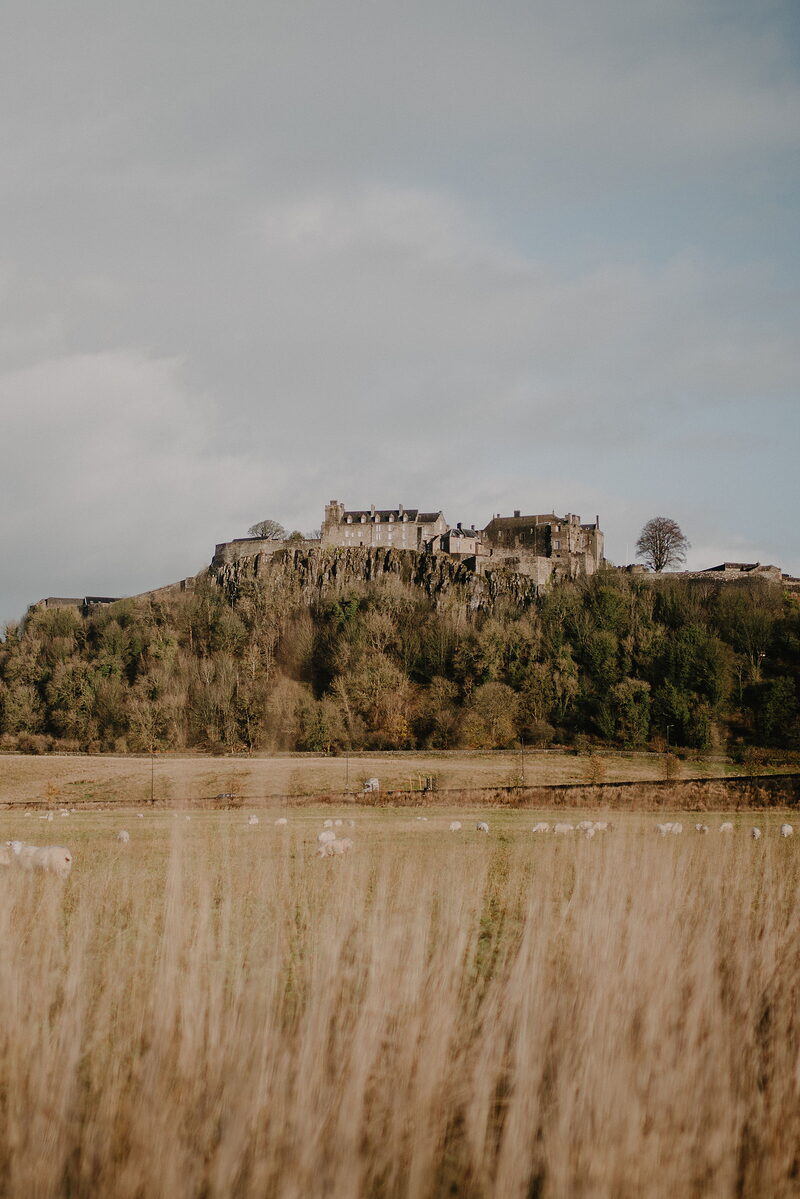 A castle crowns a wooded hill above fields of grazing sheep, framed by golden long grass in the foreground.