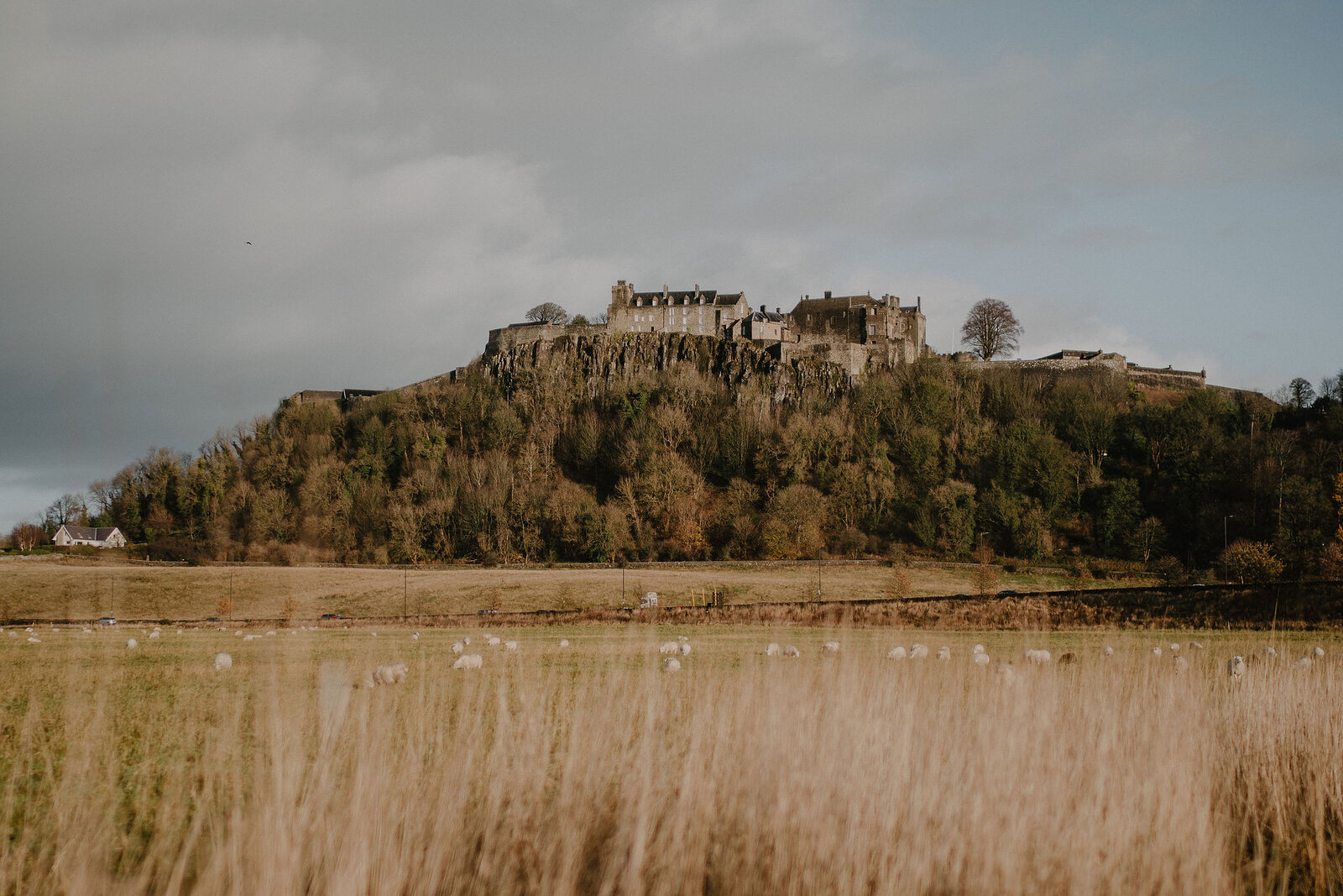 A castle crowns a wooded hill above fields of grazing sheep, framed by golden long grass in the foreground under a cloudy sky.
