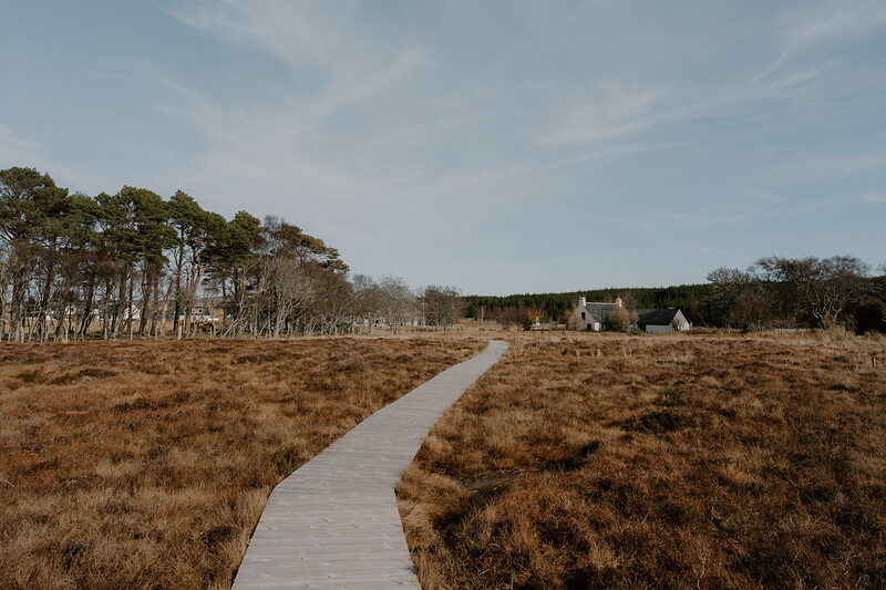 The Flow Country's birds at RSPB Forsinard Flows