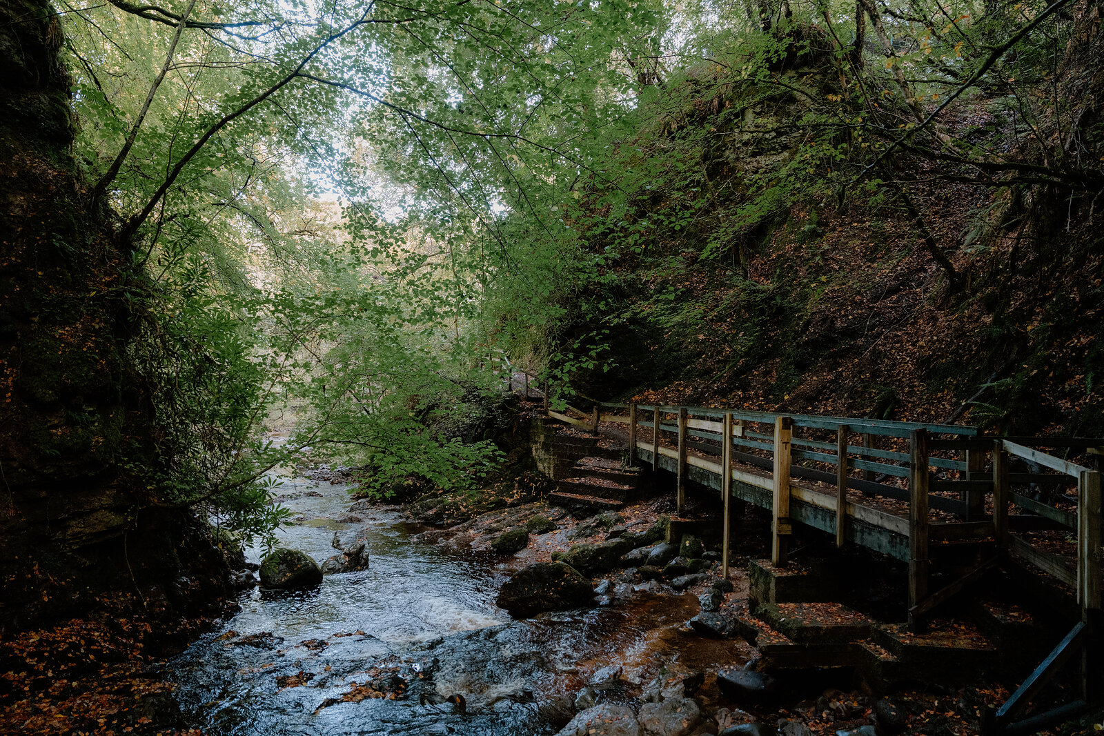 A timber boardwalk running alongside a rocky stream in the wooded gorge at the Big Burn gorge at Golspie.