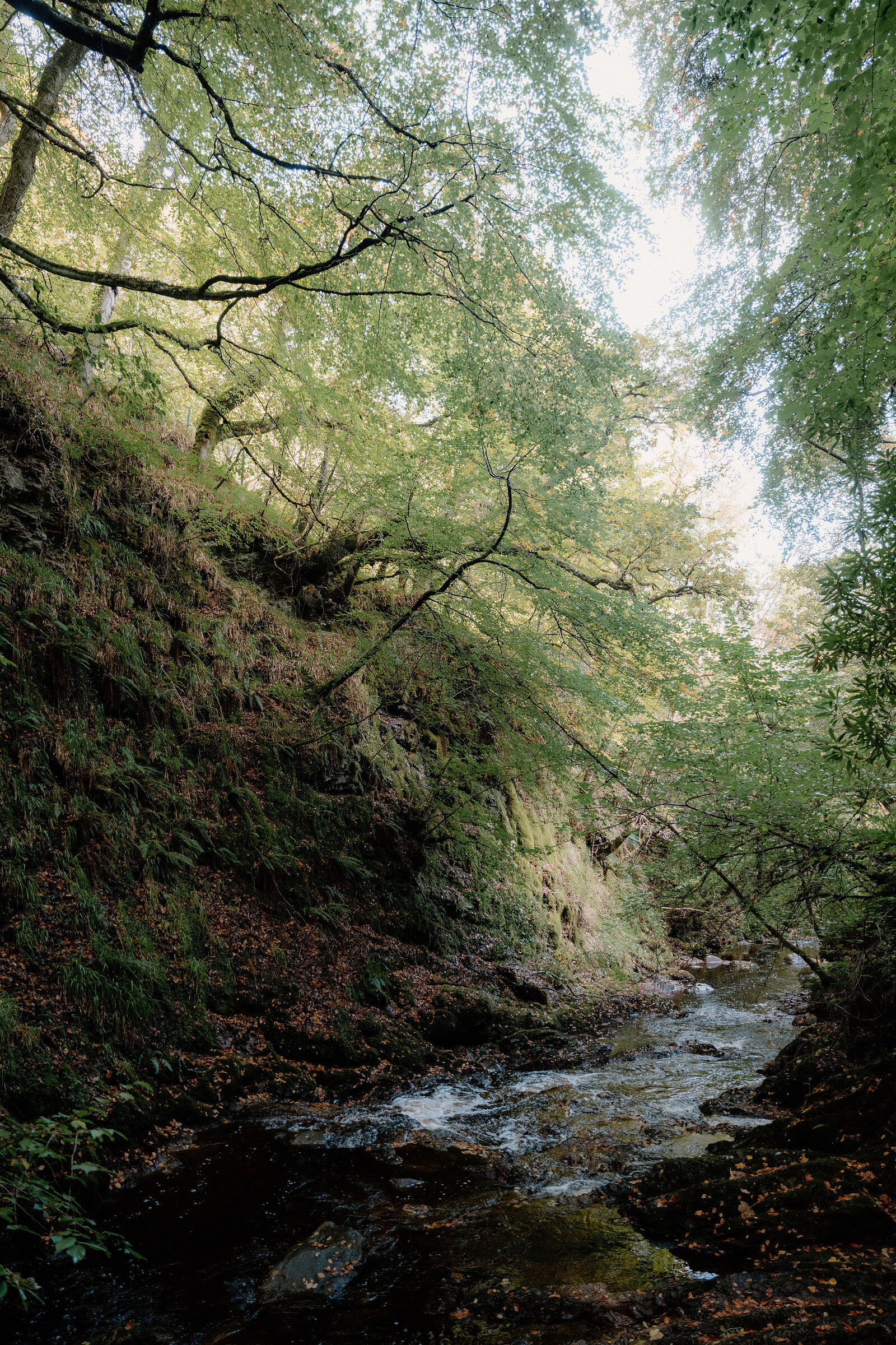 A rocky stream running through a mossy wooded gorge at the Big Burn gorge at Golspie, tree branches arching overhead.