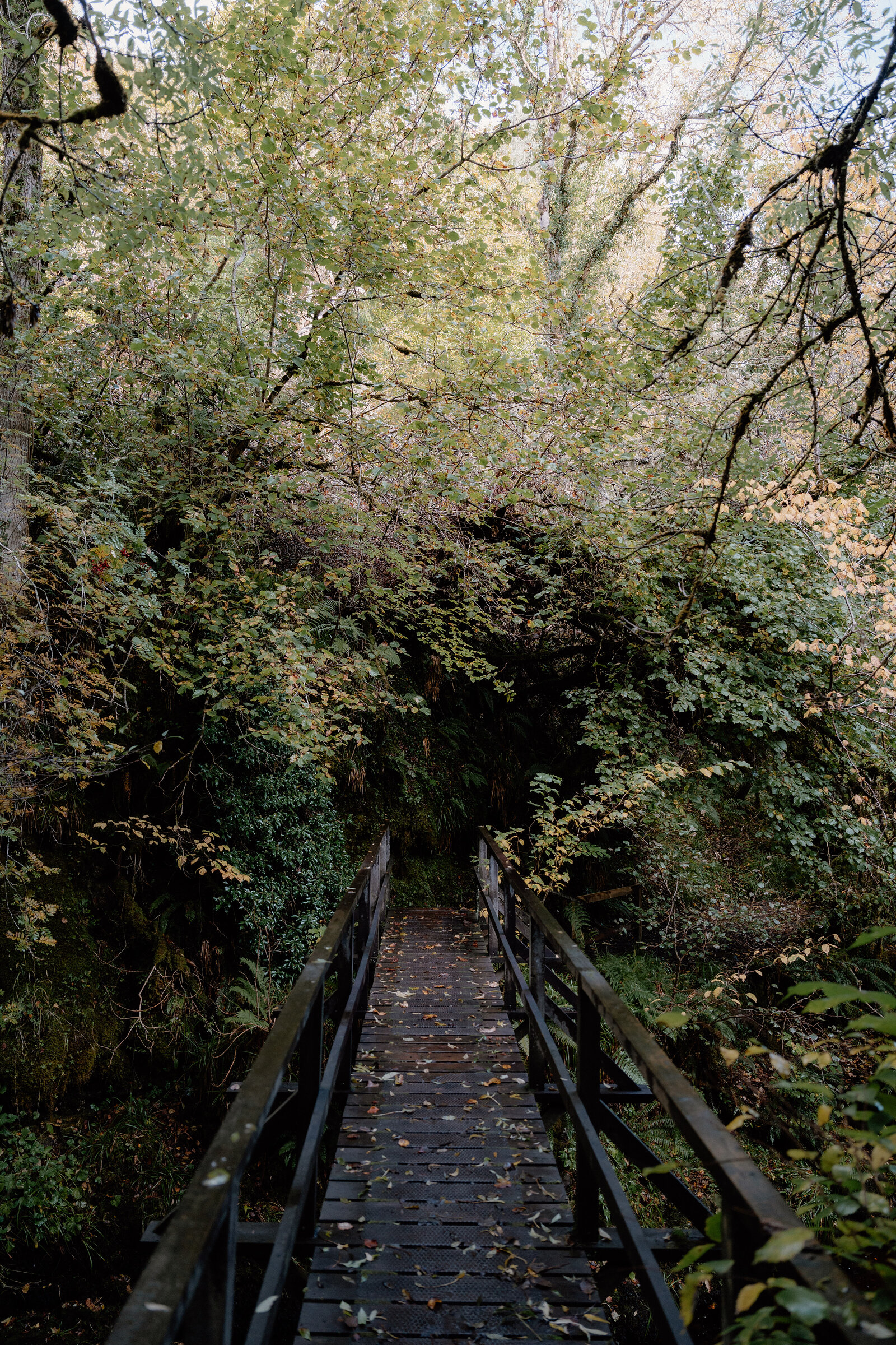 A wooden footbridge crossing a leafy gorge at the Big Burn gorge at Golspie, autumn leaves scattered across the boards.