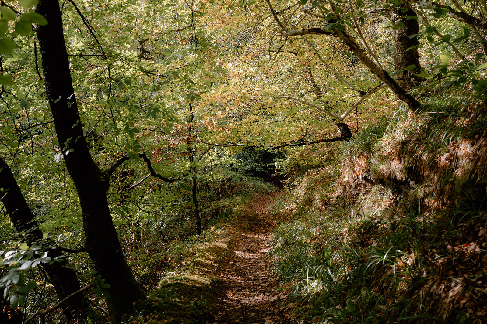 A dirt path winding through the wooded gorge at the Big Burn gorge at Golspie, ferns growing along the bank.