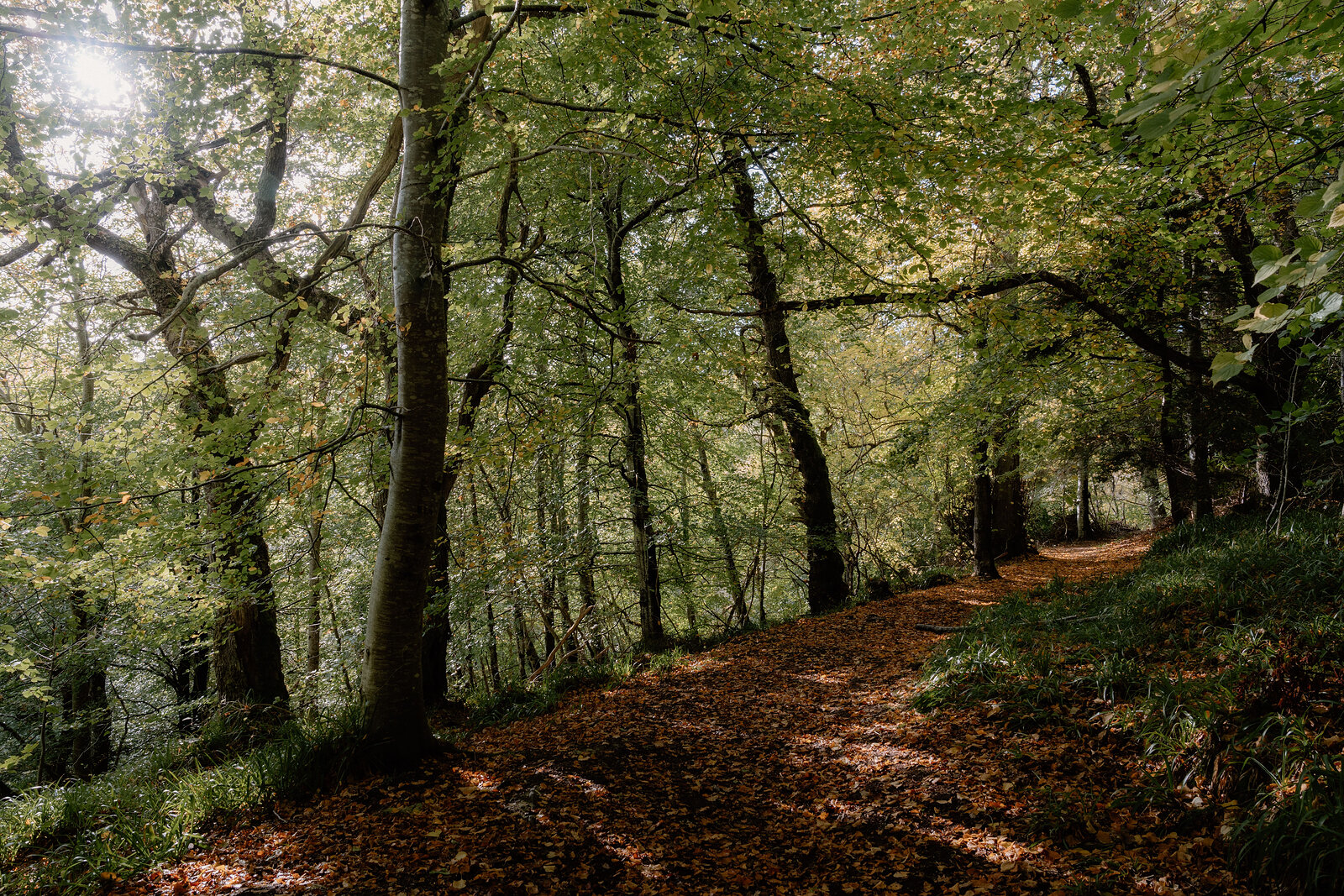 Dappled sunlight falling across a leaf-strewn woodland path at the Big Burn gorge at Golspie.