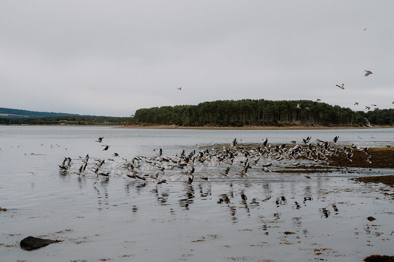 Loch Fleet's seals and waders