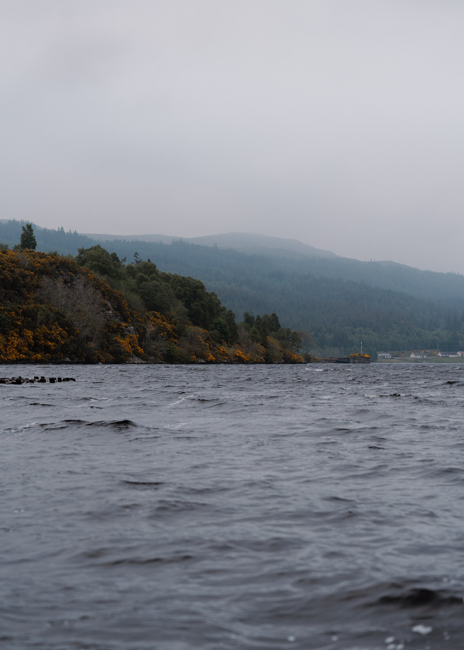 A misty loch stretches beside a gorse-covered hillside, golden flowers lining the rocky shore in the foreground.