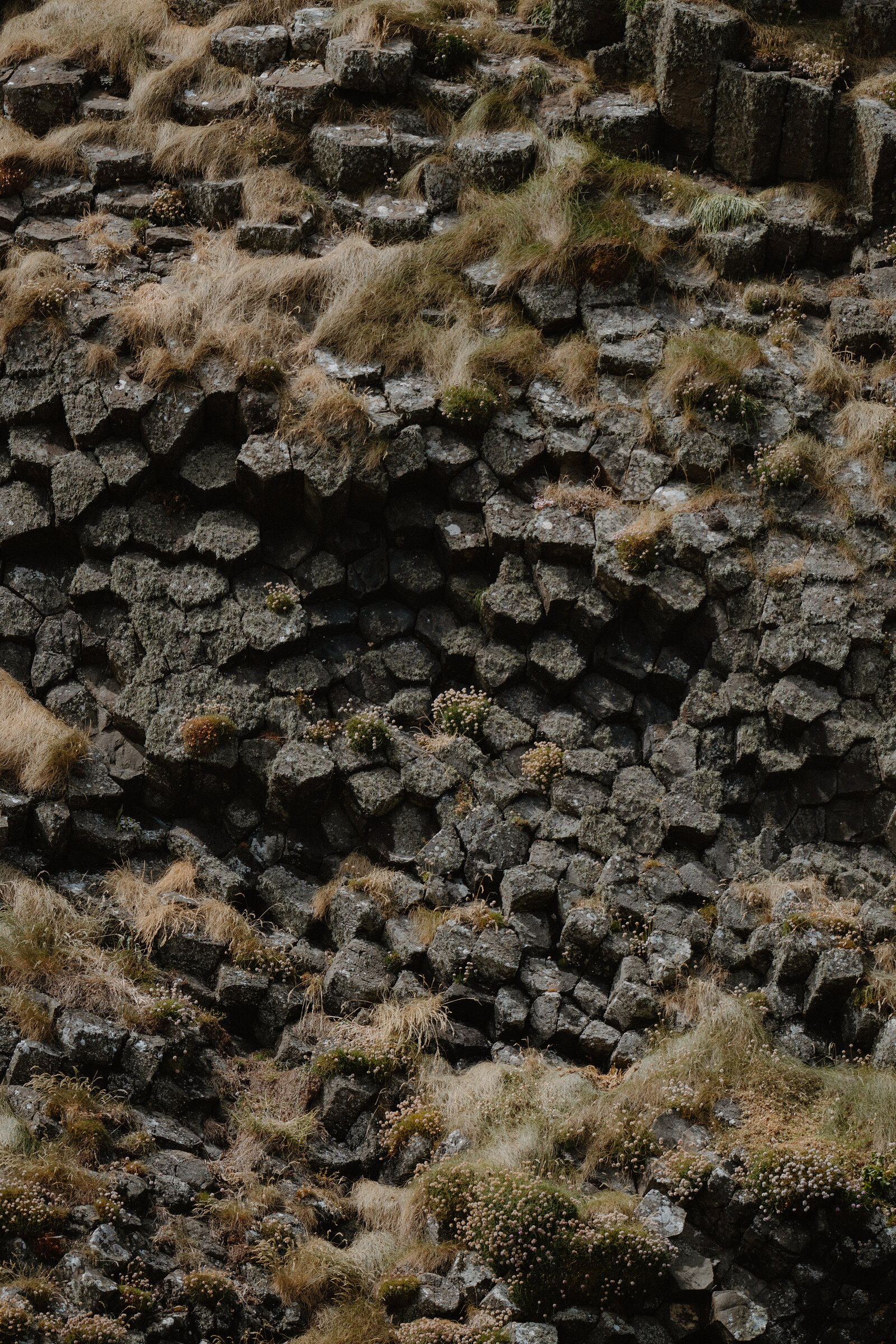 Basalt columns catch small yellow flowers growing in their crevices, grass softening the jagged rock face.