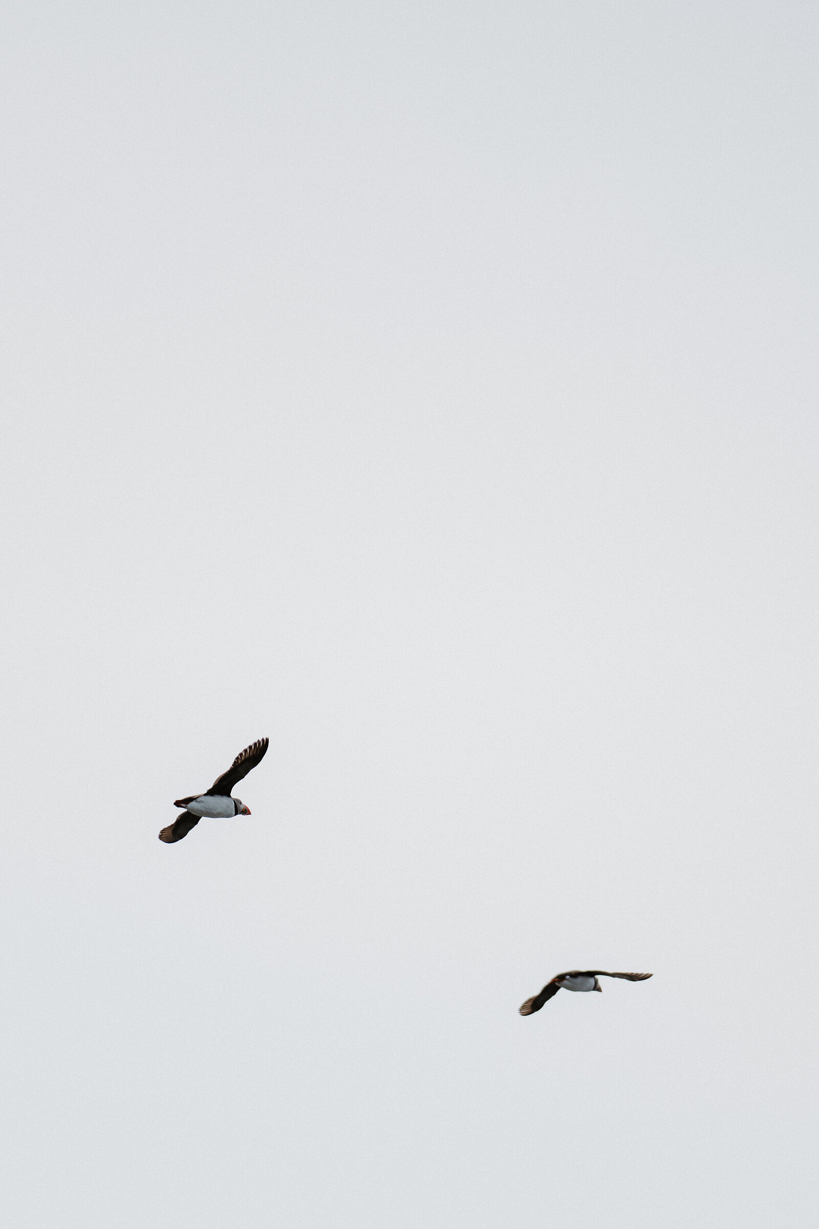 Two puffins fly together against a plain sky, their wings angled and orange feet trailing behind.