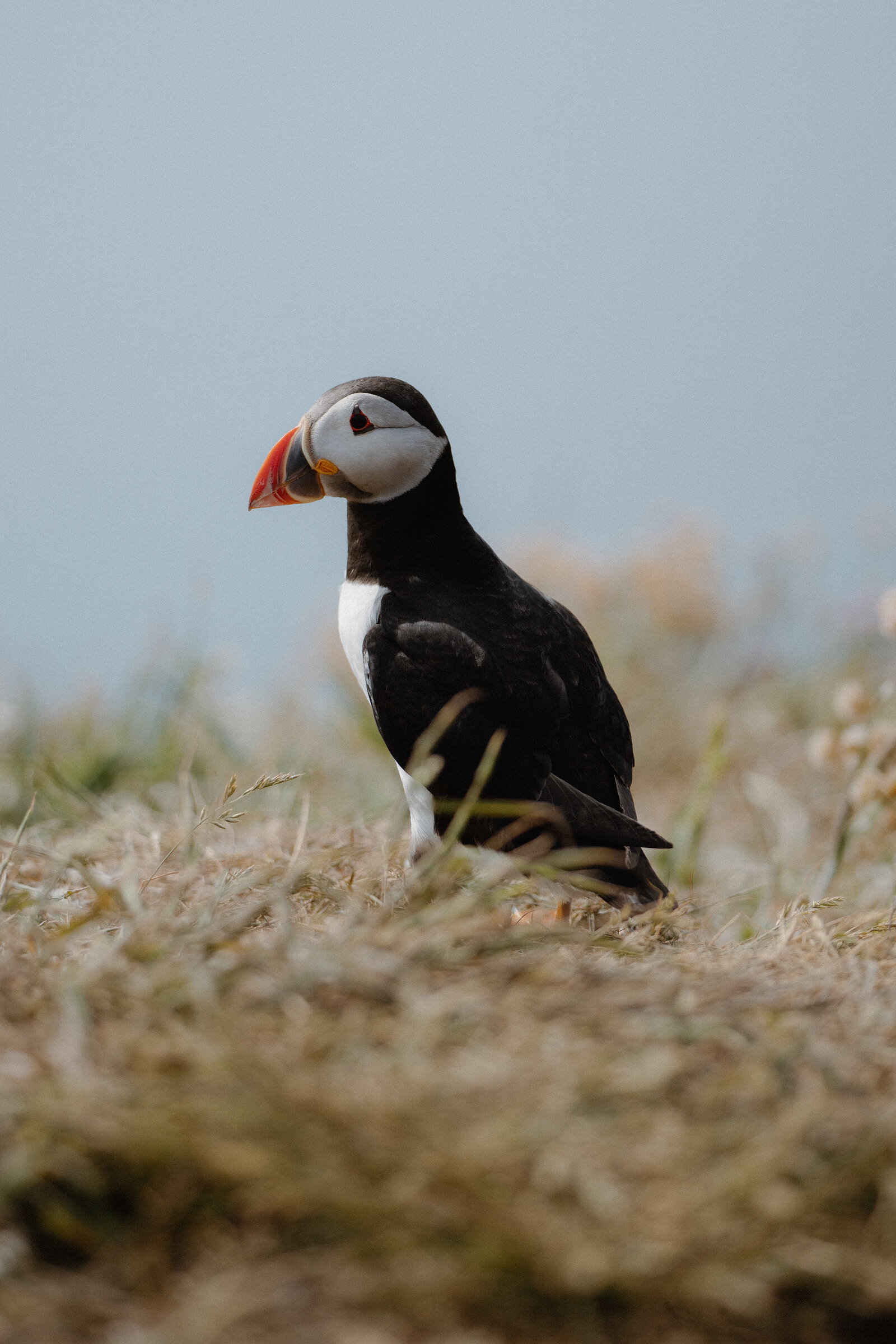 A puffin stands in profile among dry grass, its colourful beak and orange feet bright against the muted ground.