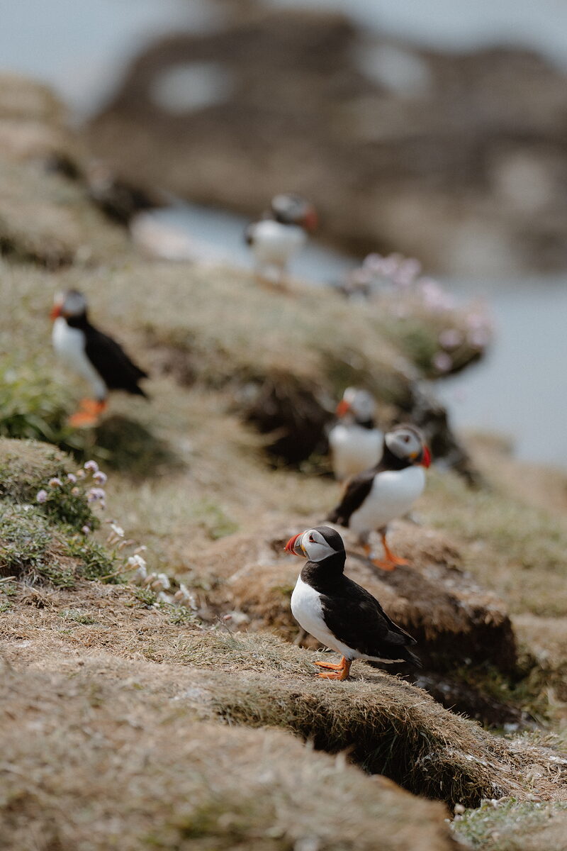 Treshnish Isles