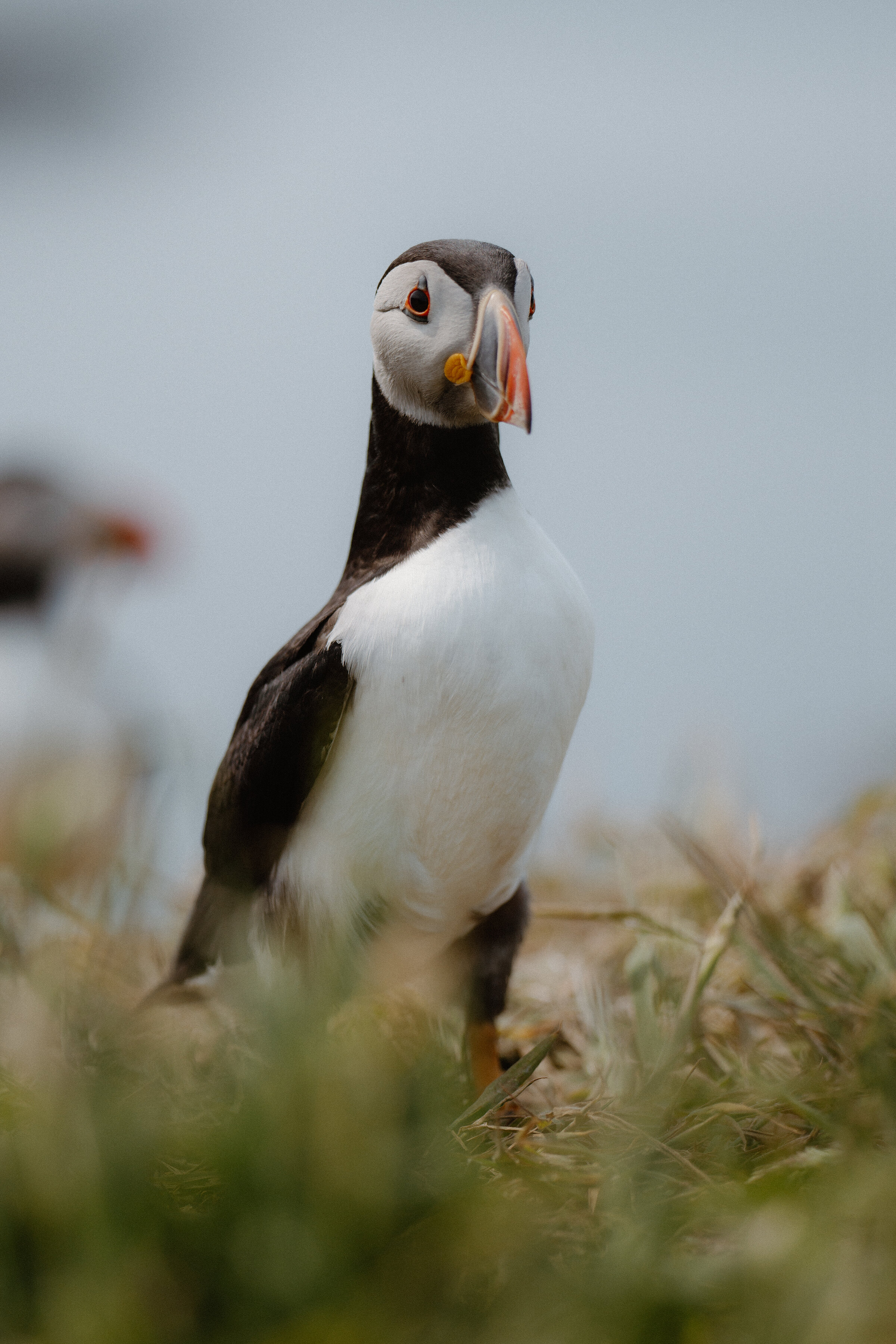 A puffin on Lunga, in the Treshnish Isles.
