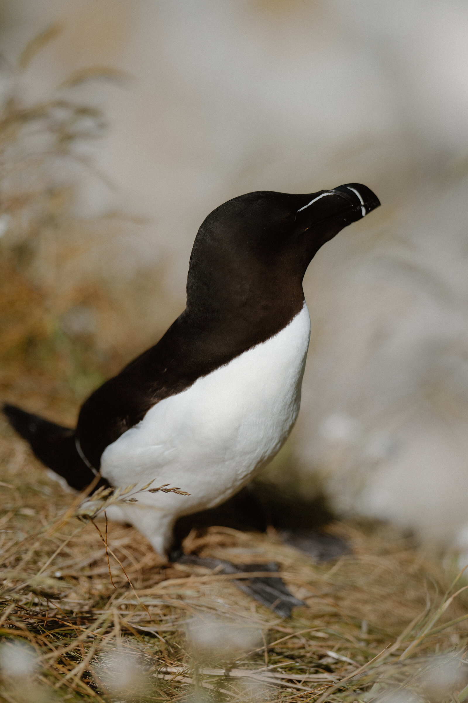 A razorbill with a black hooked bill marked by a thin white line stands in dry grass, its white breast catching the light.