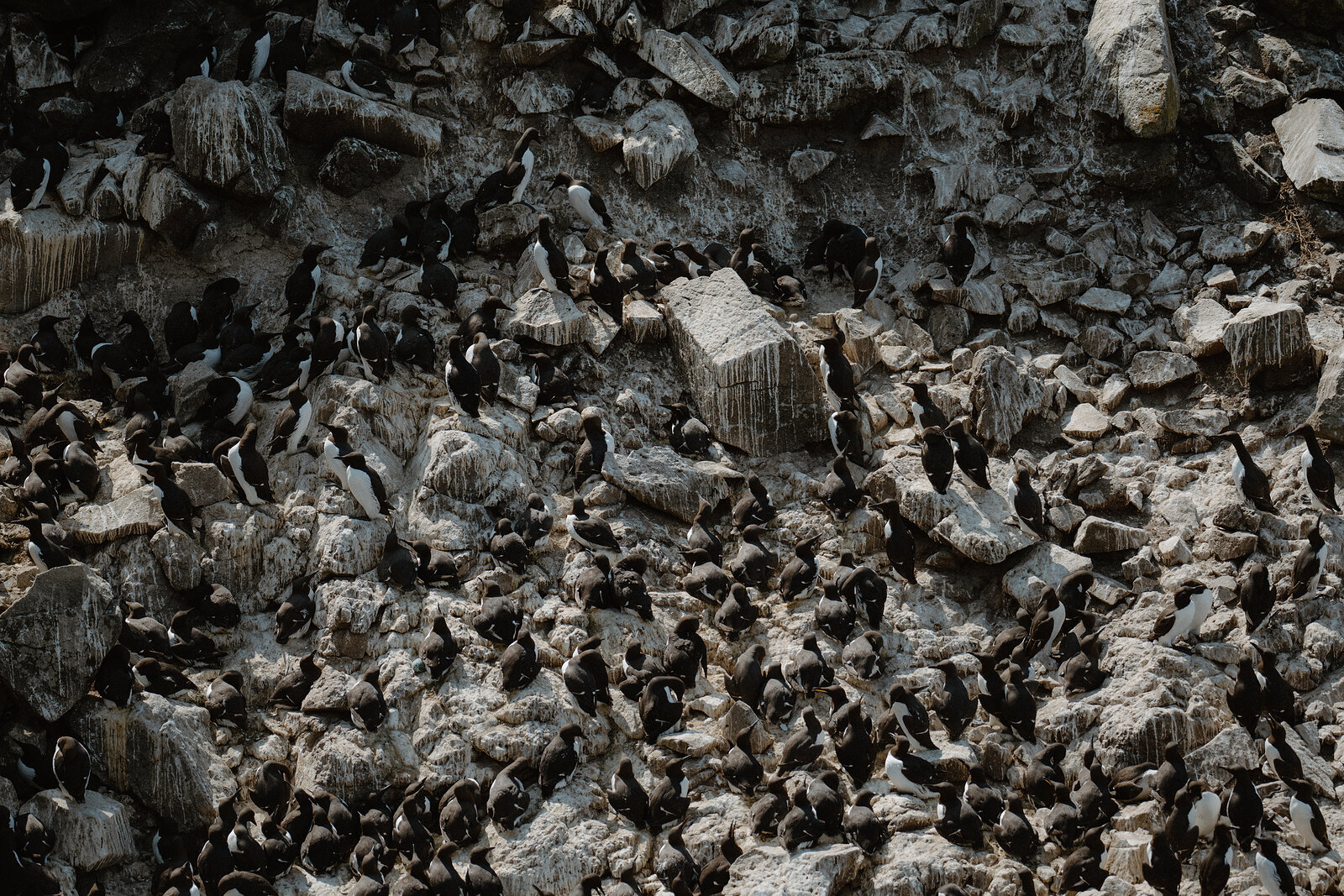 Hundreds of nesting seabirds crowd a rocky cliff face, densely packed among the boulders and ledges.