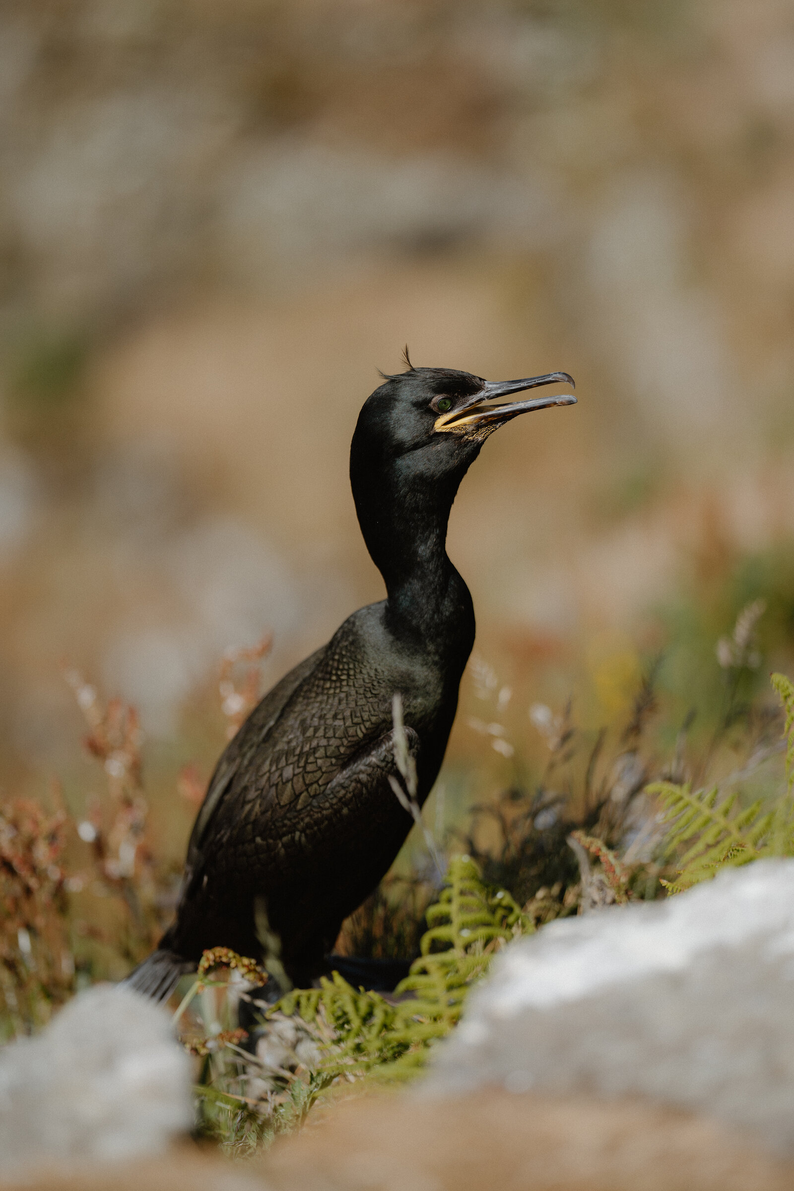 A shag stands among ferns on a rocky ledge, its dark iridescent feathers and hooked bill catching the light.
